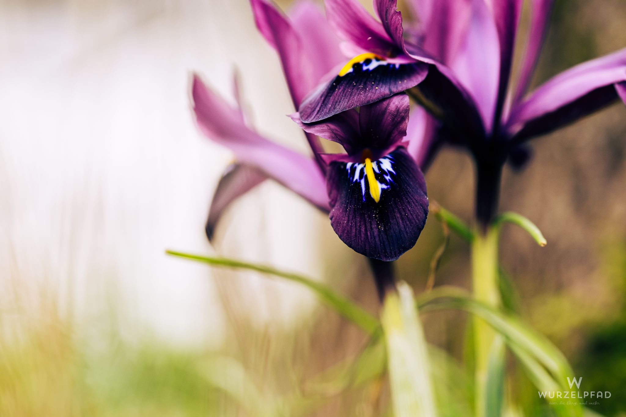 Iris