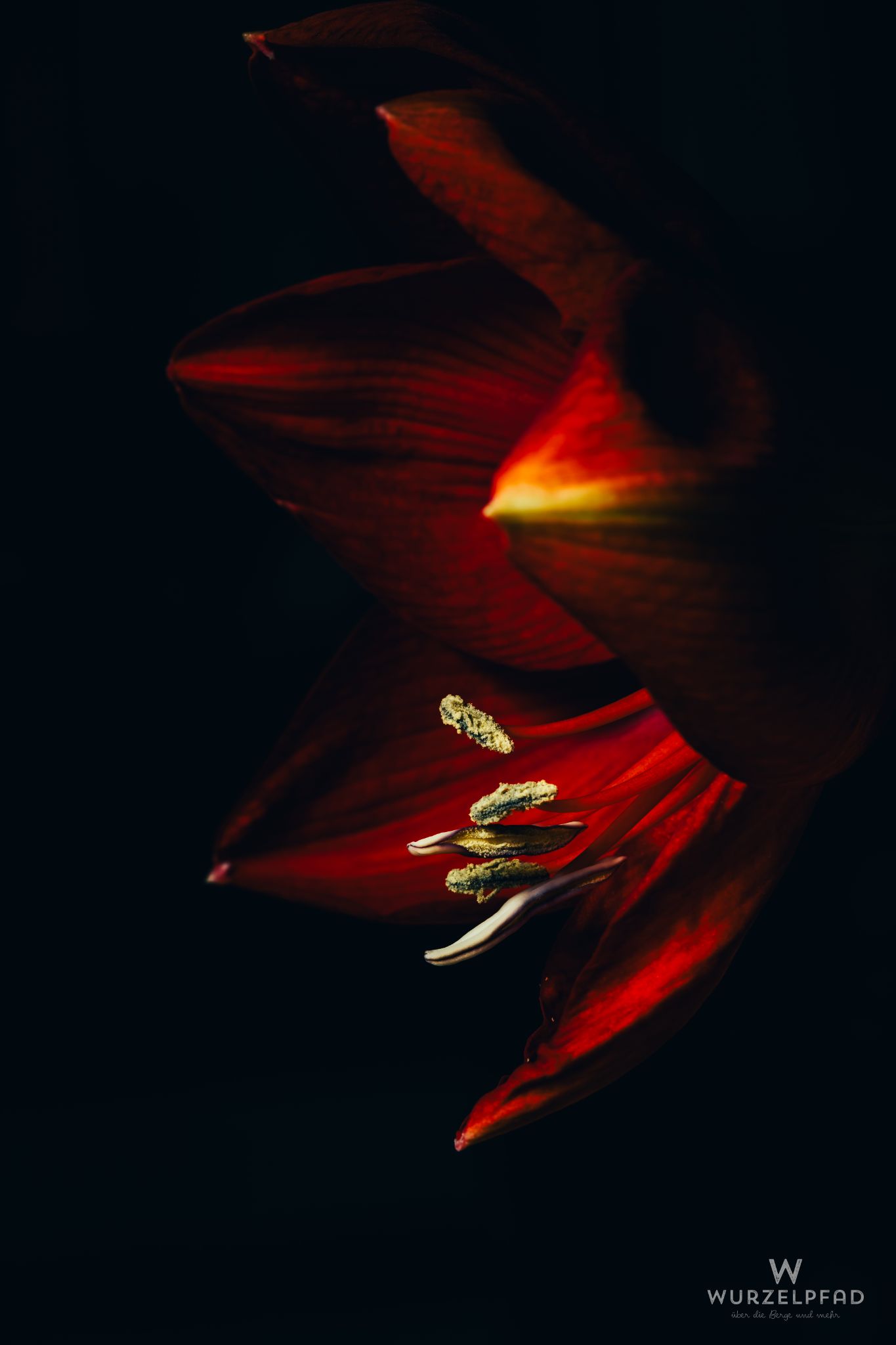 Amaryllisblüte