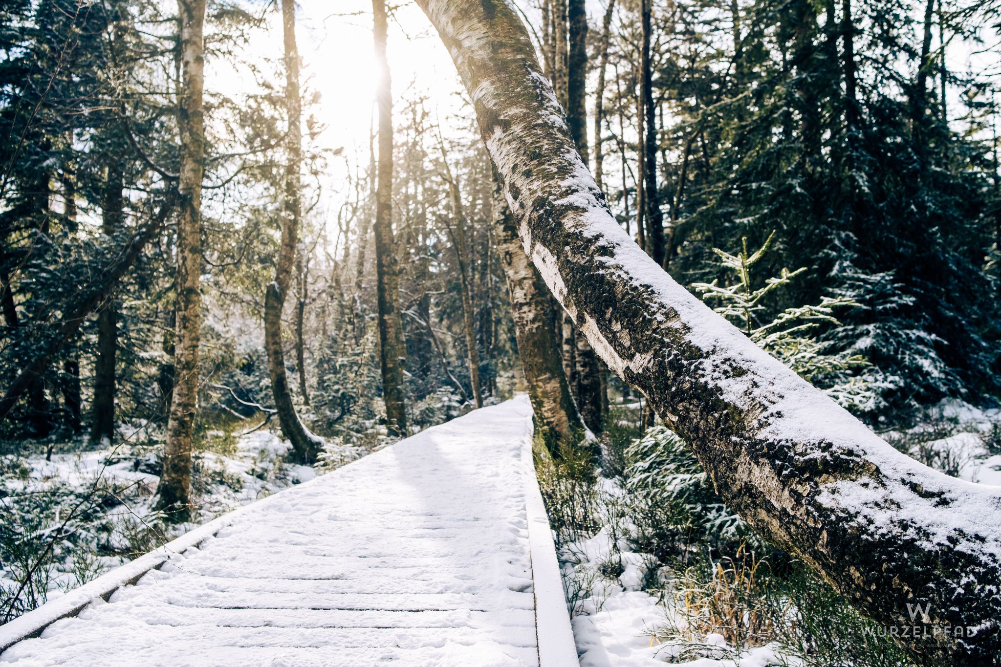 Winterlicher Holzweg im Wald