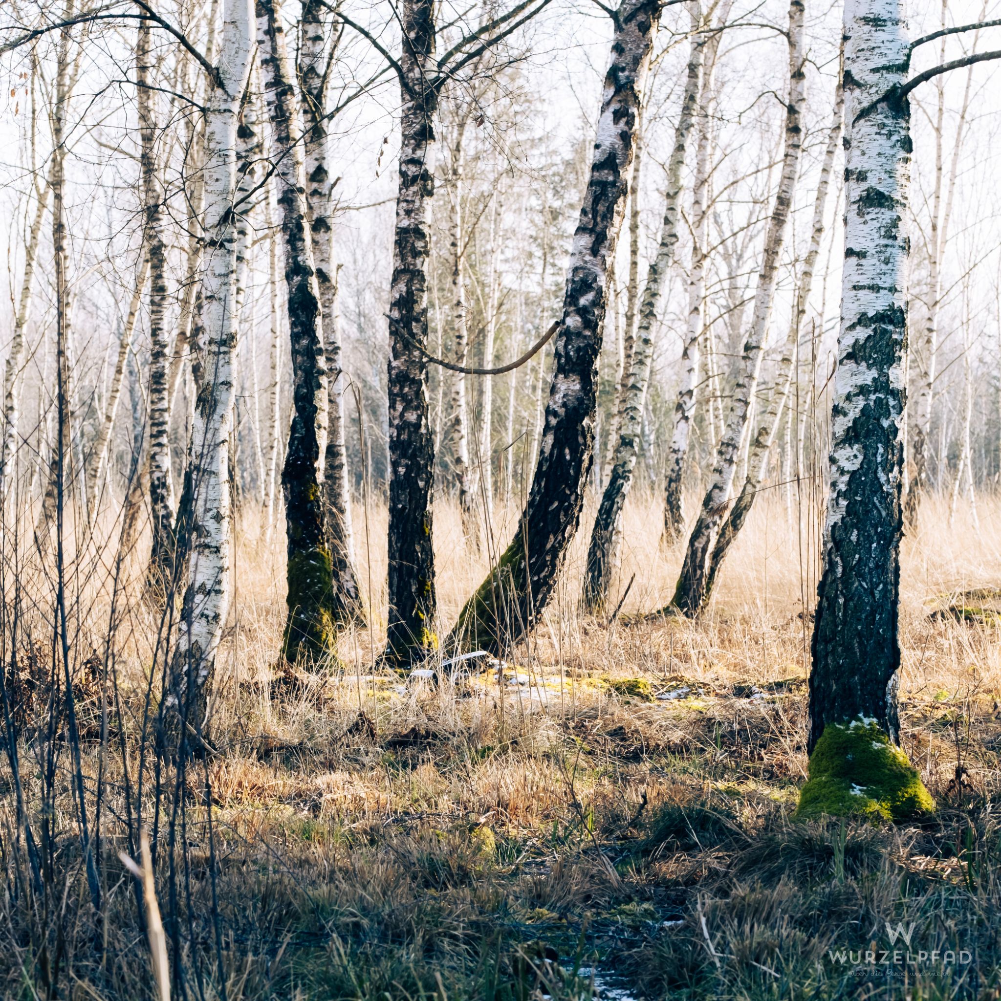 Birkenwald im Frühlingssonnenlicht