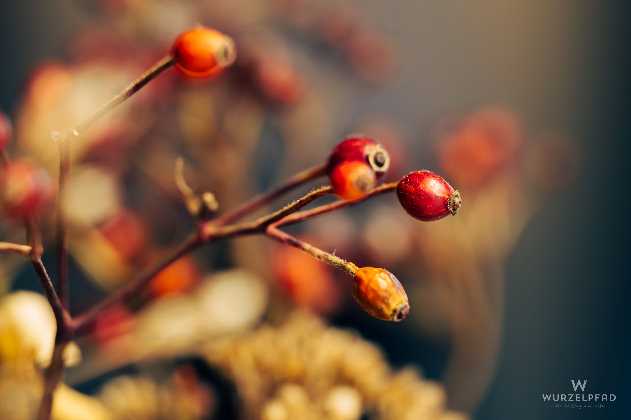 Herbstliche Hagebuttenzweige