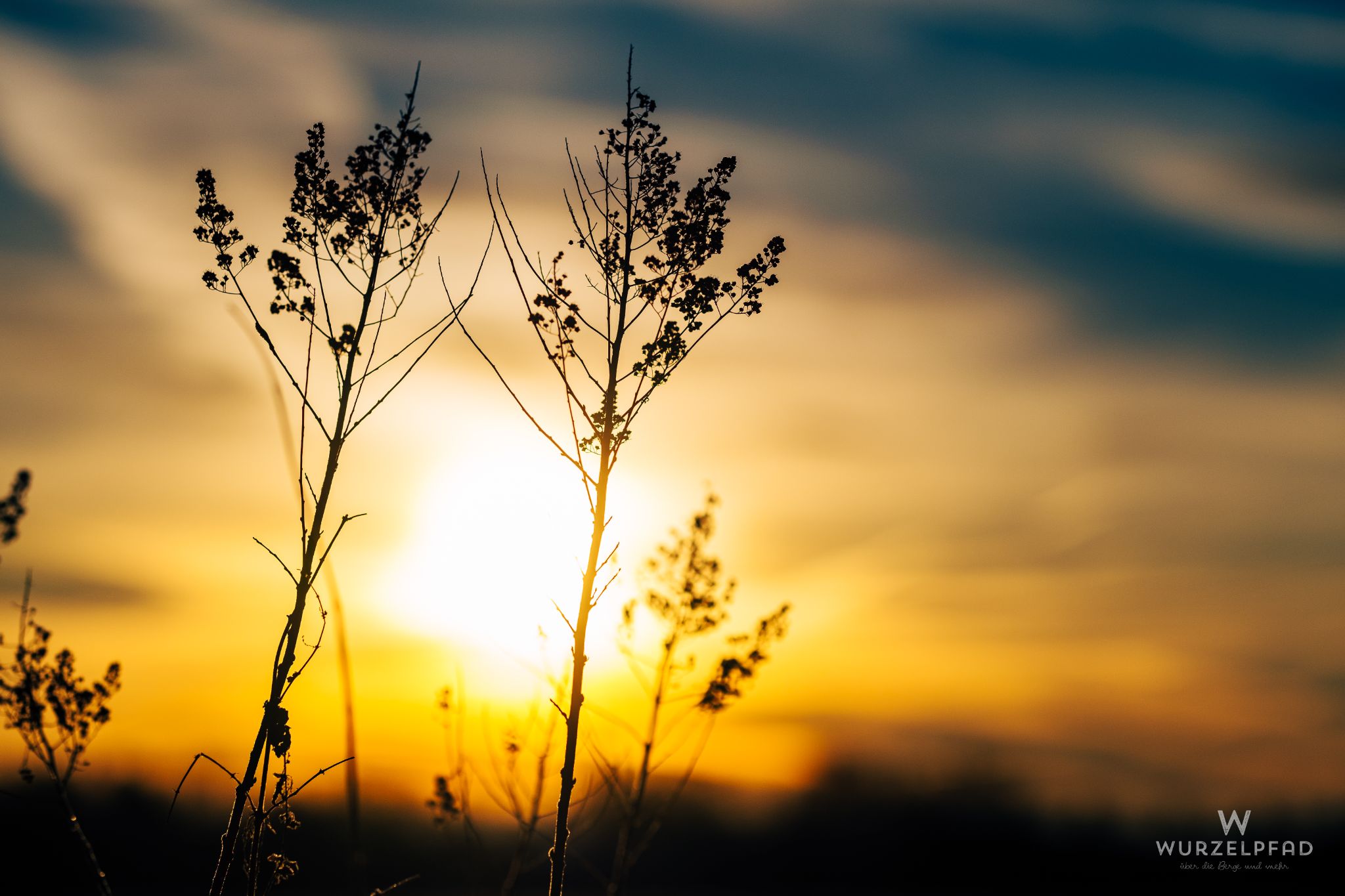 Silhouettenpflanzen Sonnenuntergang