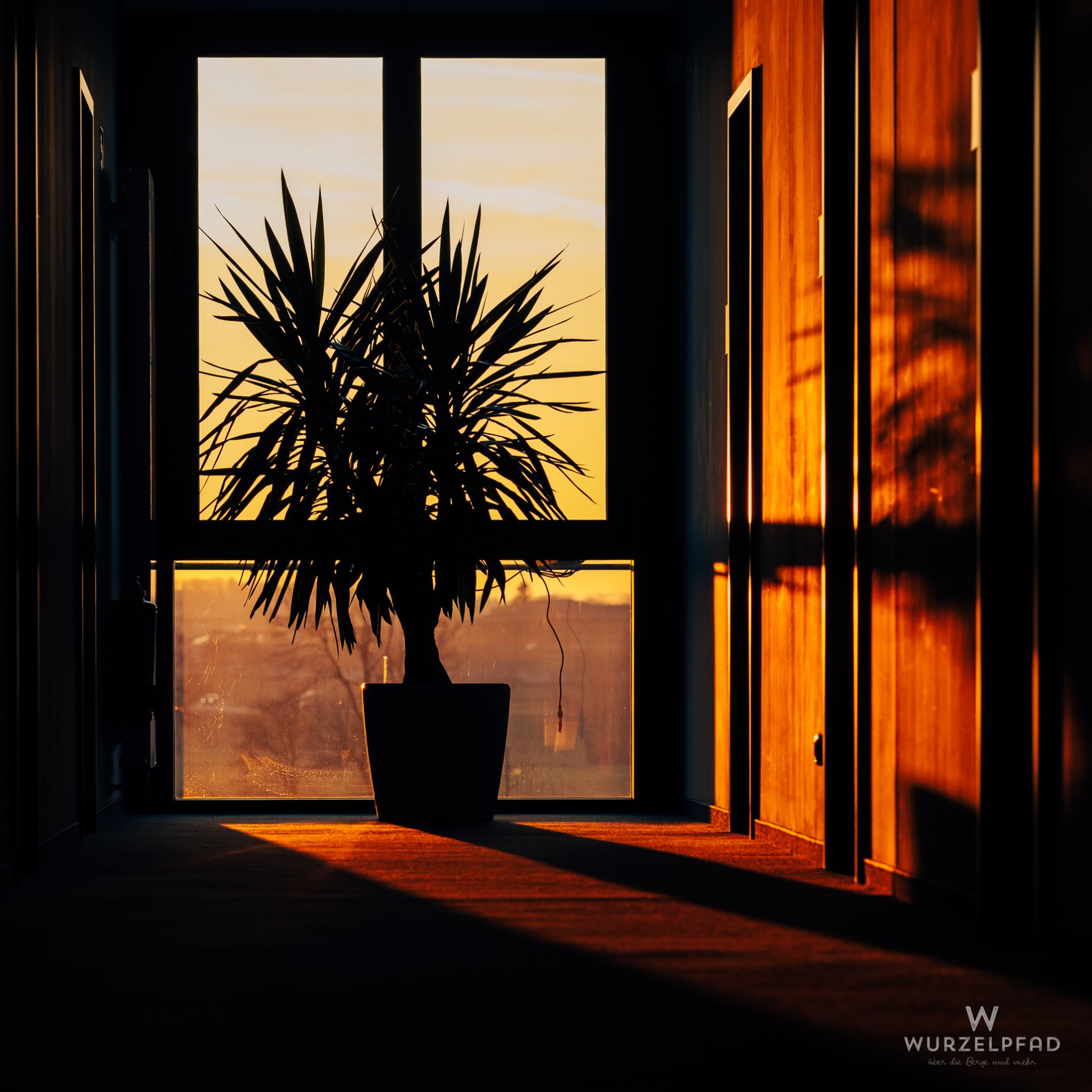 Sonnenuntergang im Flur, Pflanze im Fenster