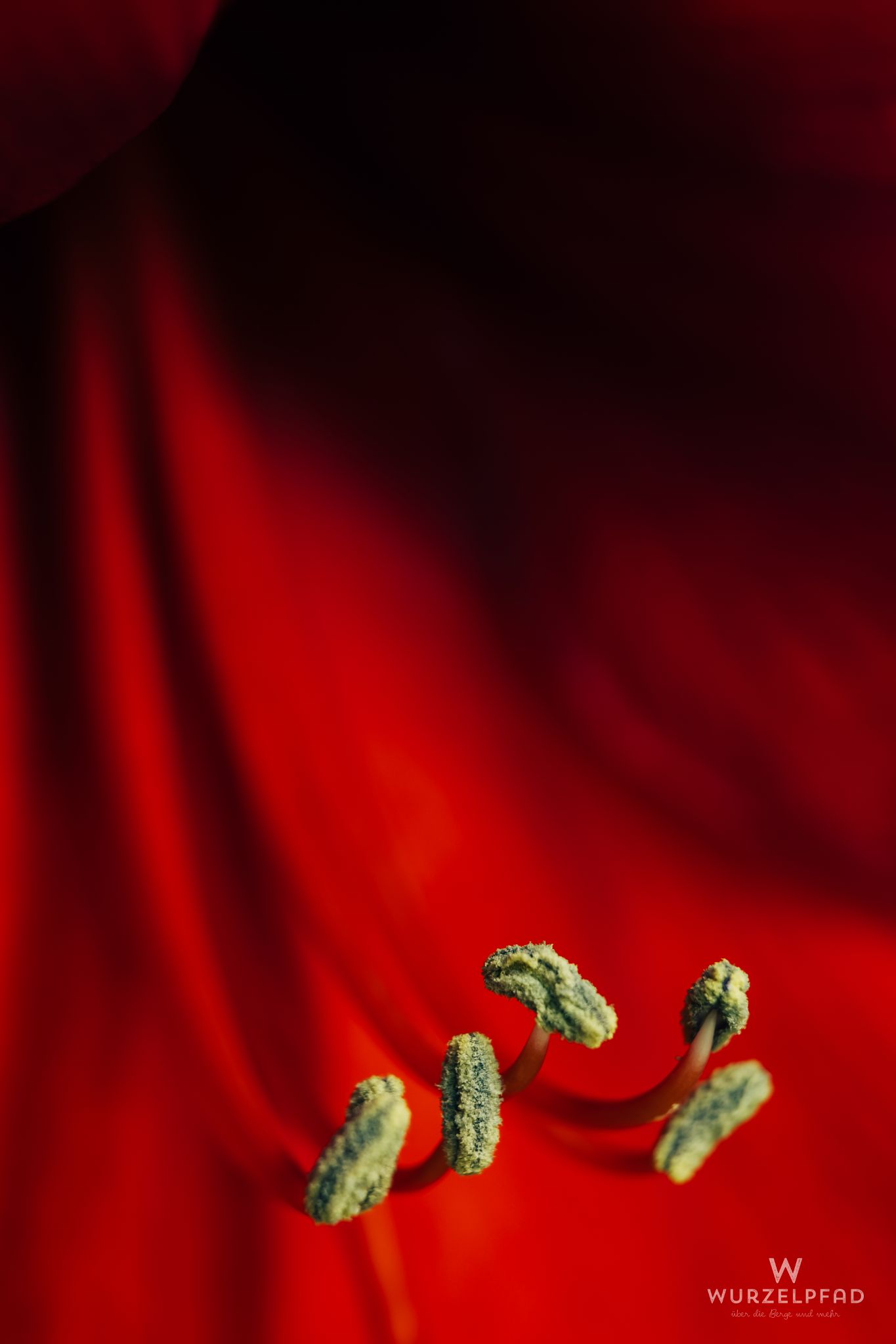 Amaryllisblüte