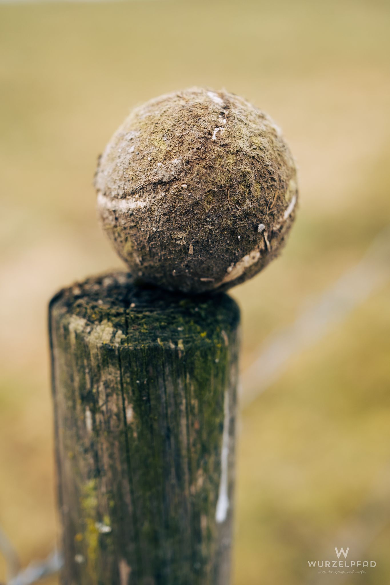 Ein schmutziger Tennisball sitzt oben auf einem braunen, verwitt