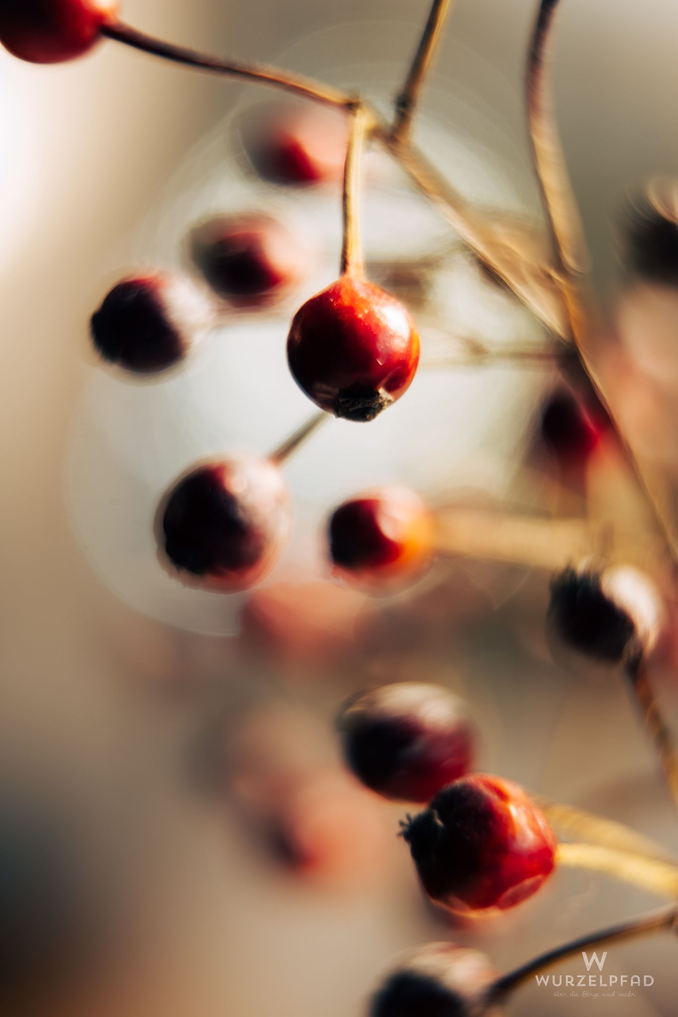 Nahaufnahme von roten Beeren an einem Zweig, unscharf im Hinterg