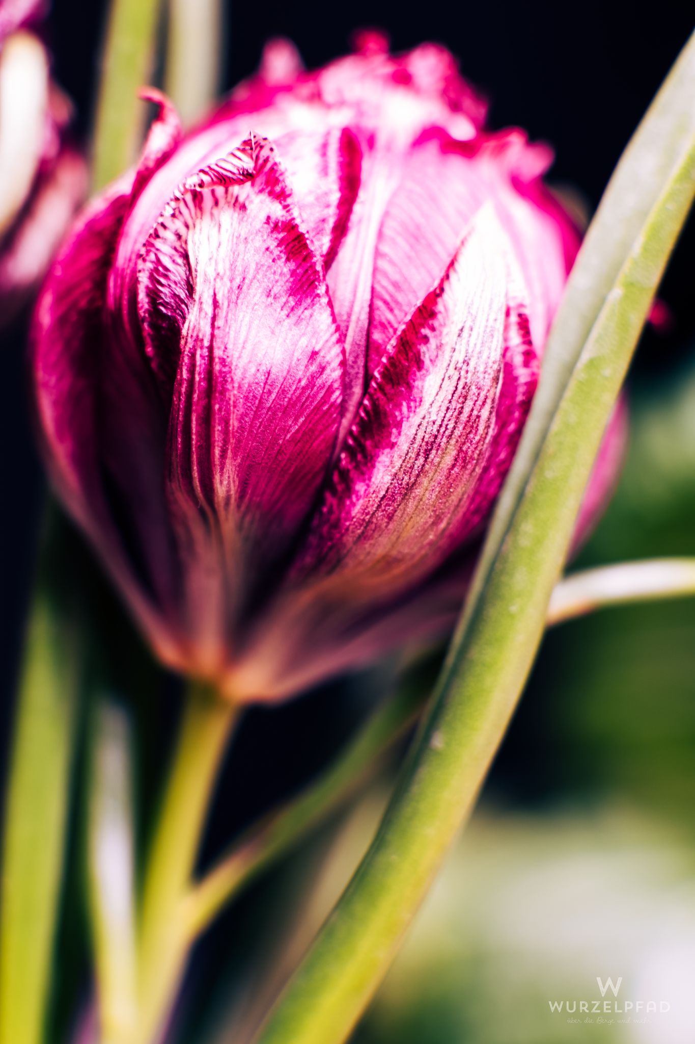 Nahaufnahme einer tiefrosa Tulpe mit geschlossenen Blütenblätt