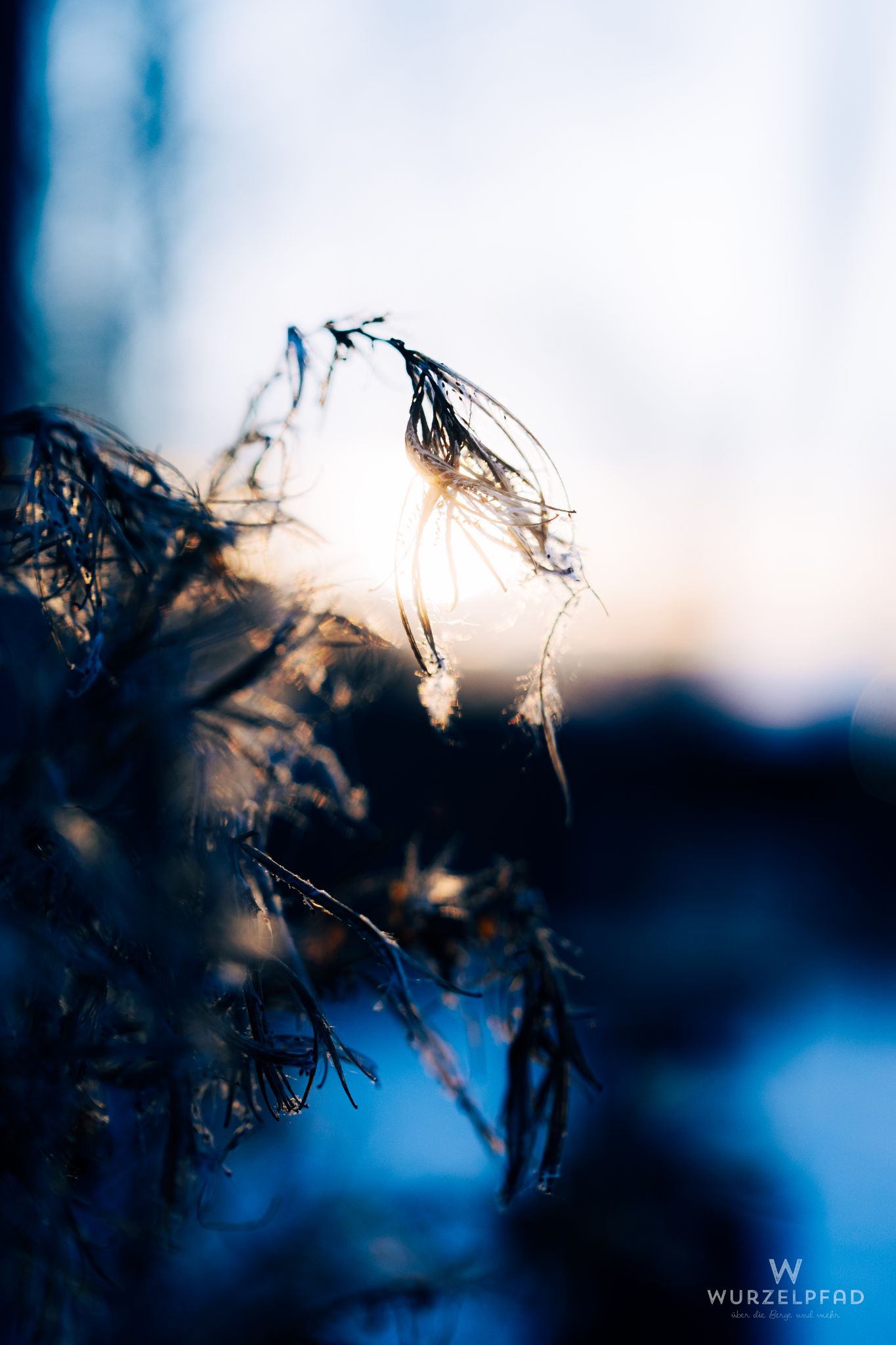 Verblühte Pflanze im winterlichen Gegenlicht
