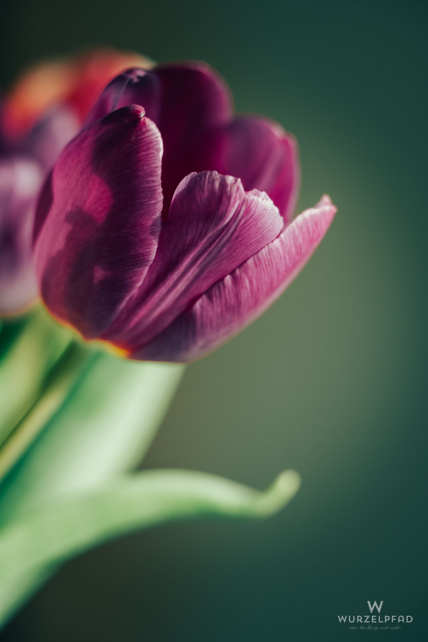 Violette Tulpe