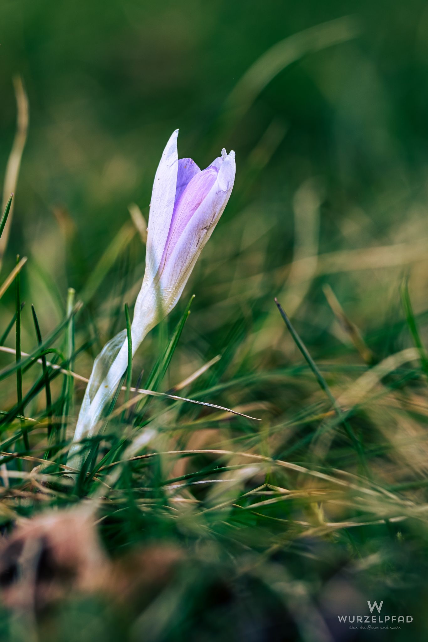 Erster Krokus