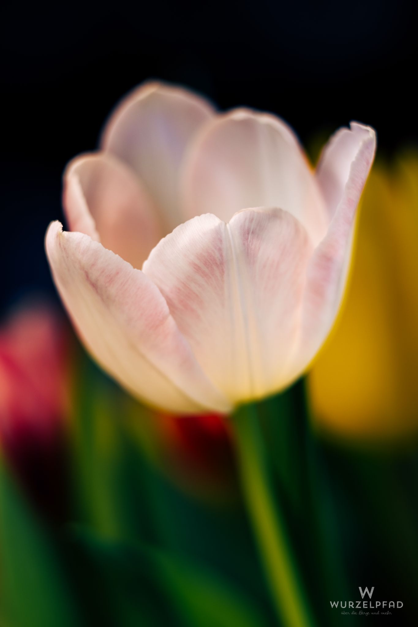 Rosa Tulpe