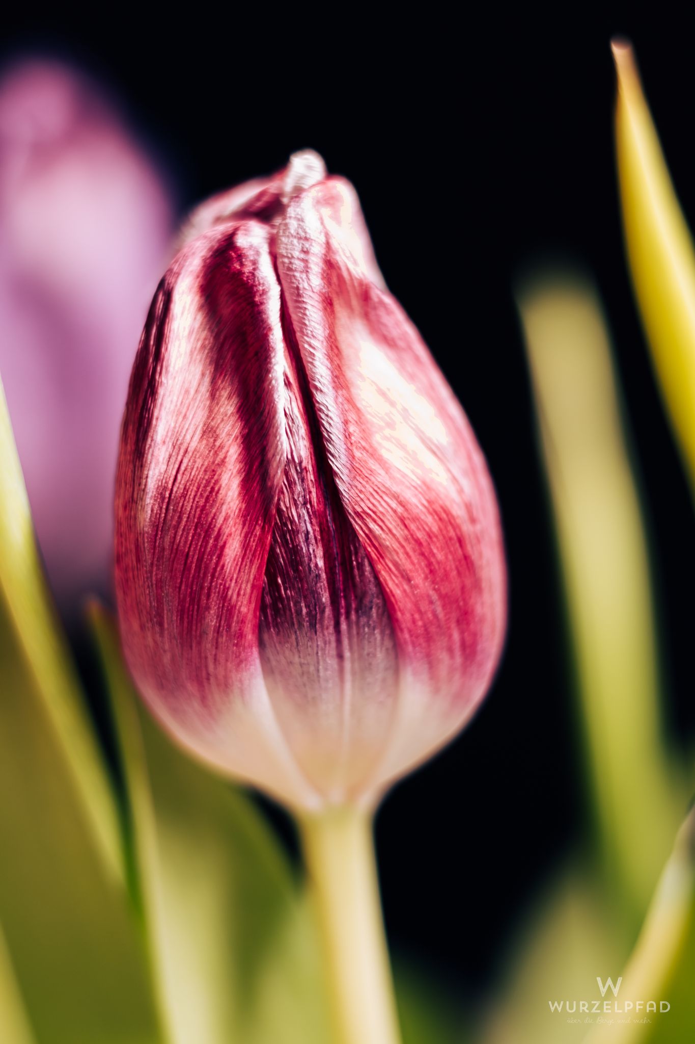 Rote Tulpe