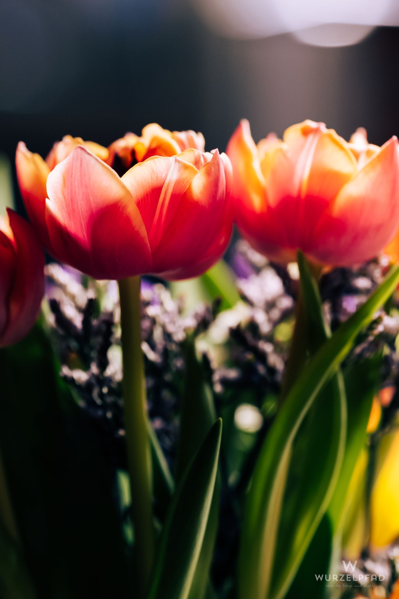 Blühende Tulpen in leuchtenden Farben