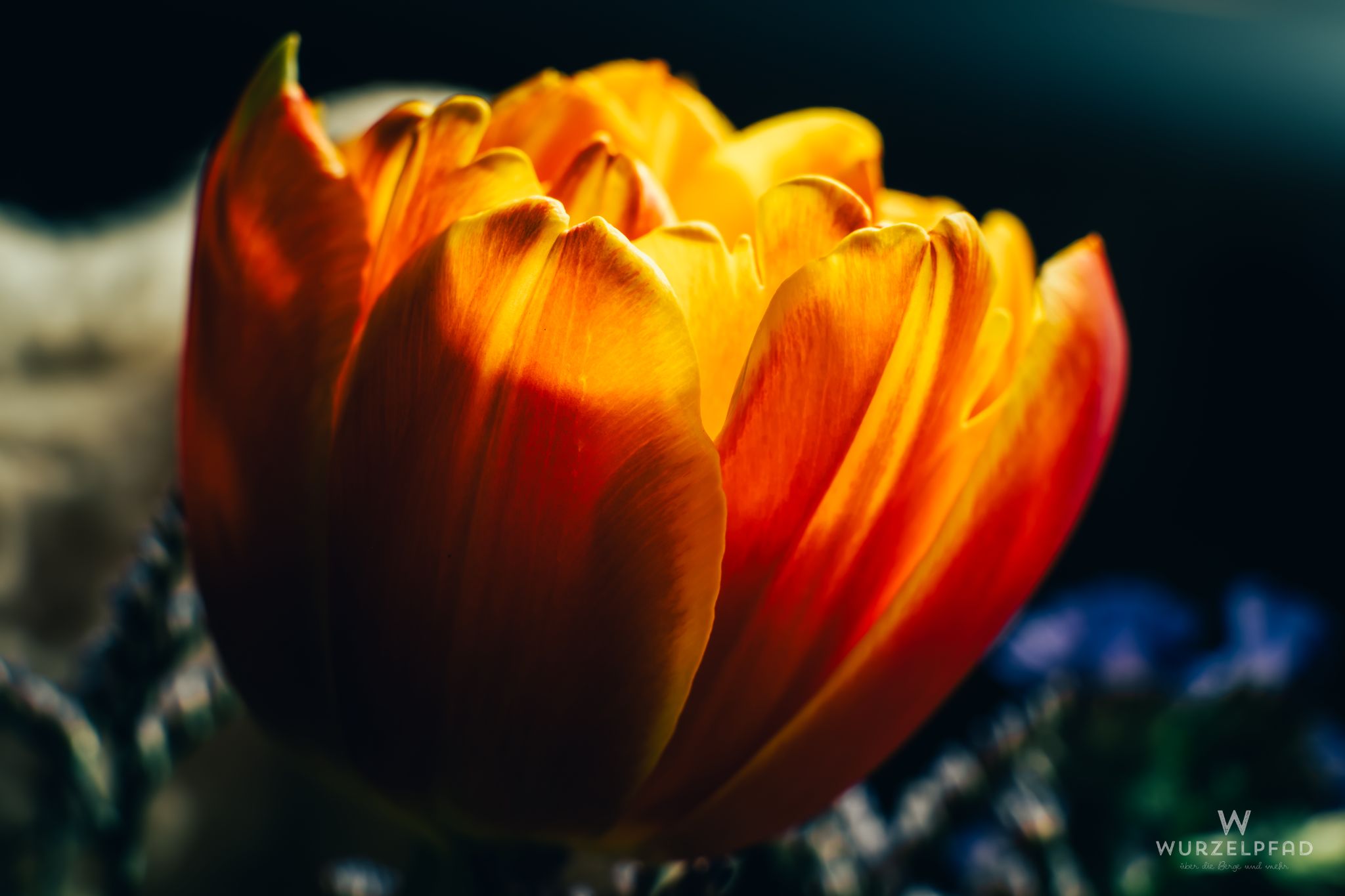 Glühende Tulpe