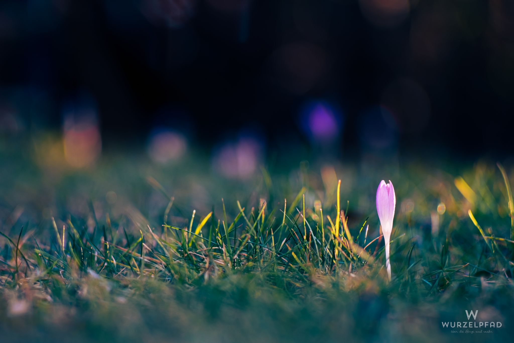 Krokus im Abendlicht