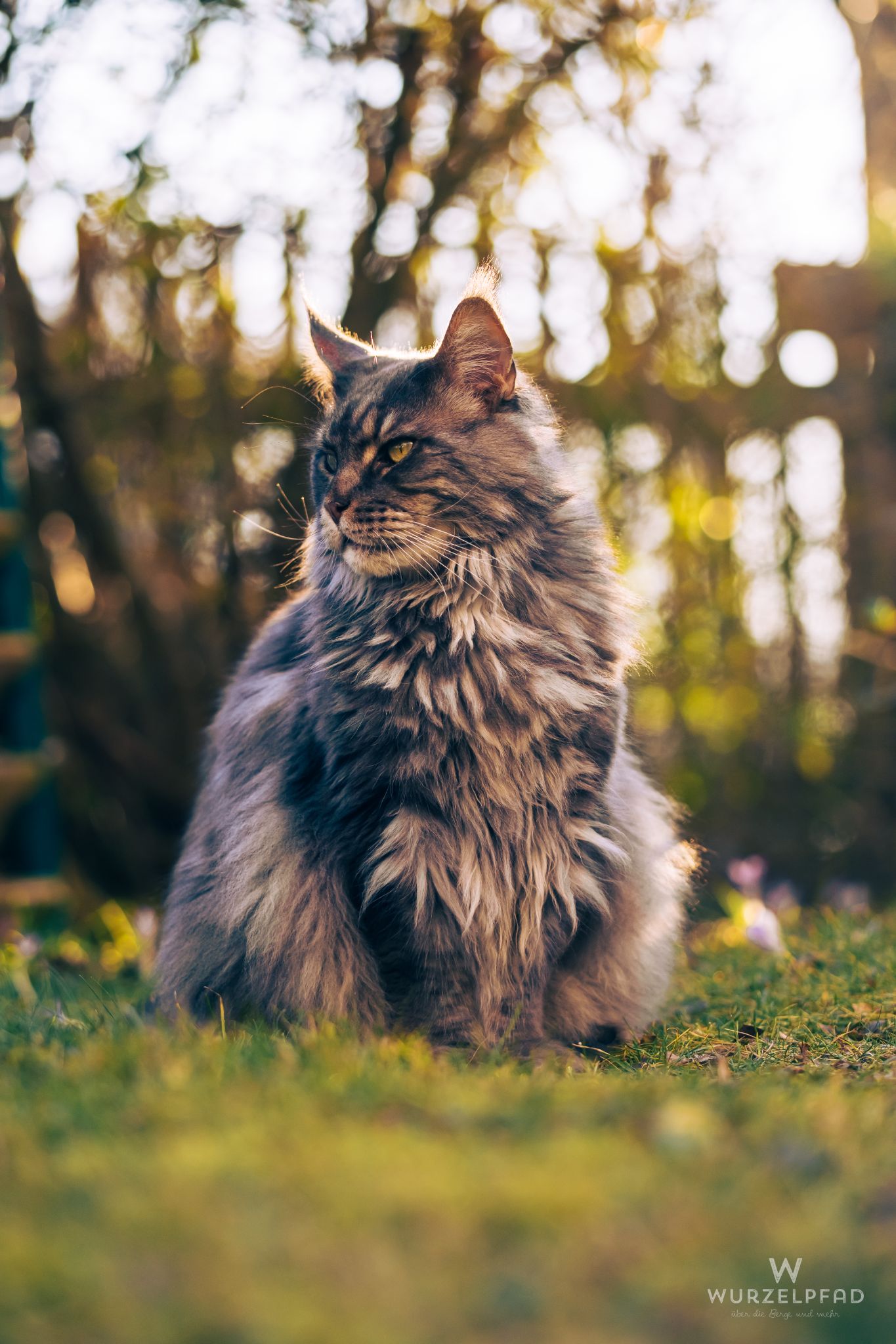 Majestätische Maine Coon im Abendlicht