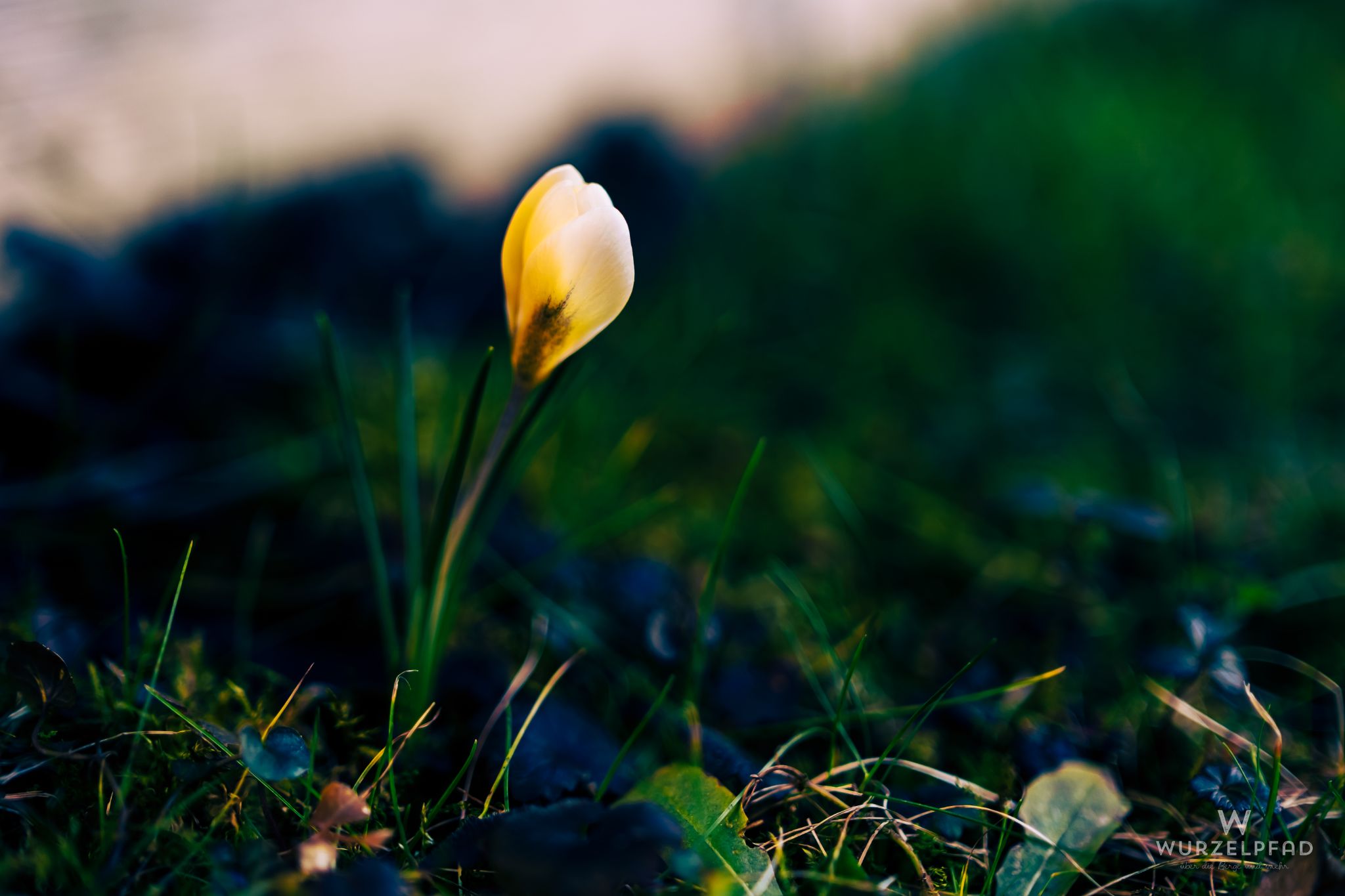 Krokus im Zwielicht