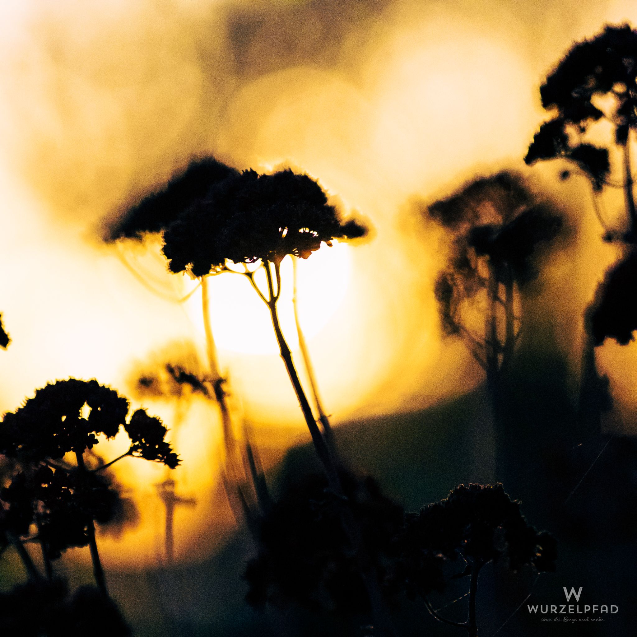 Goldene Schattenblüten