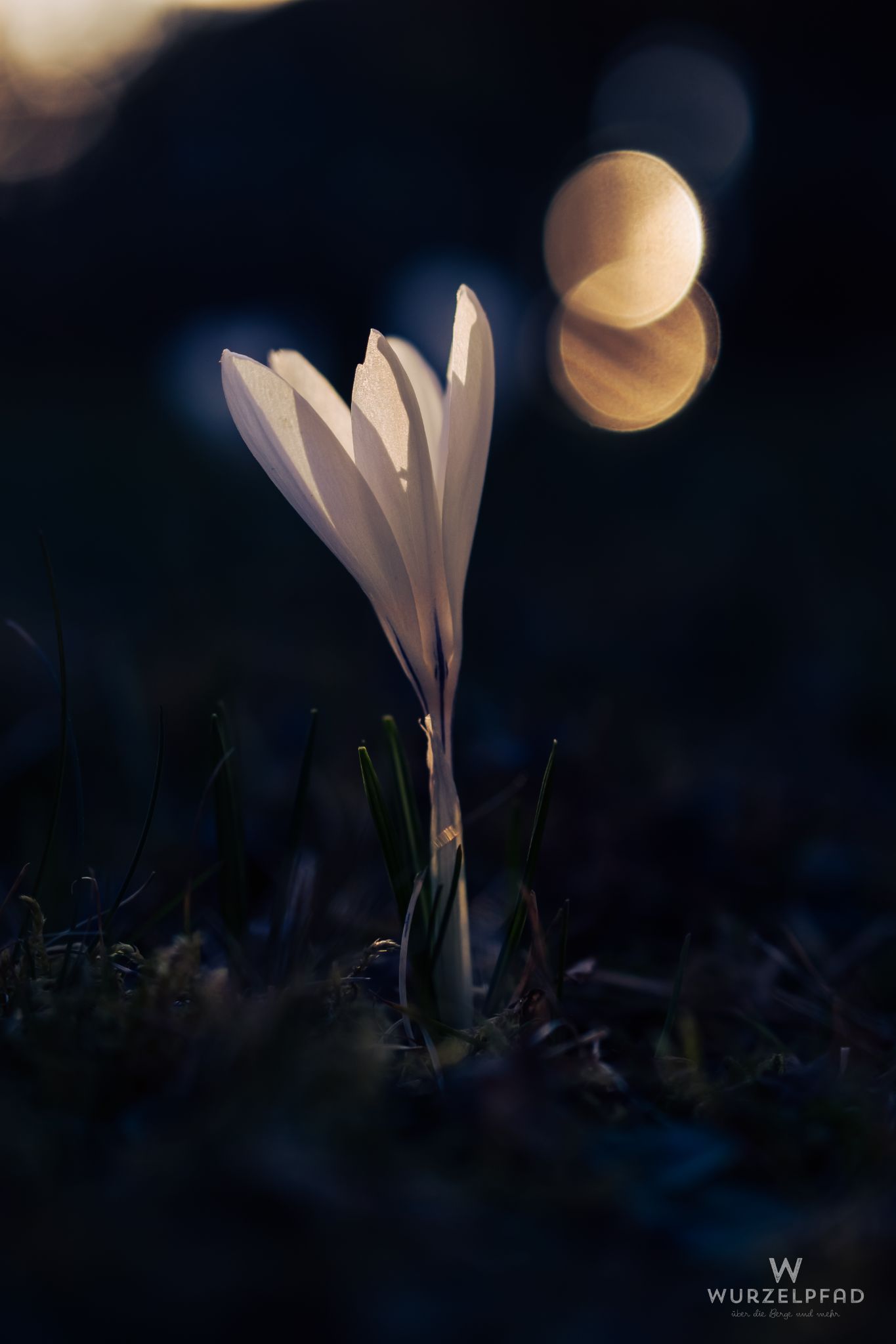 Krokus im Abendlicht