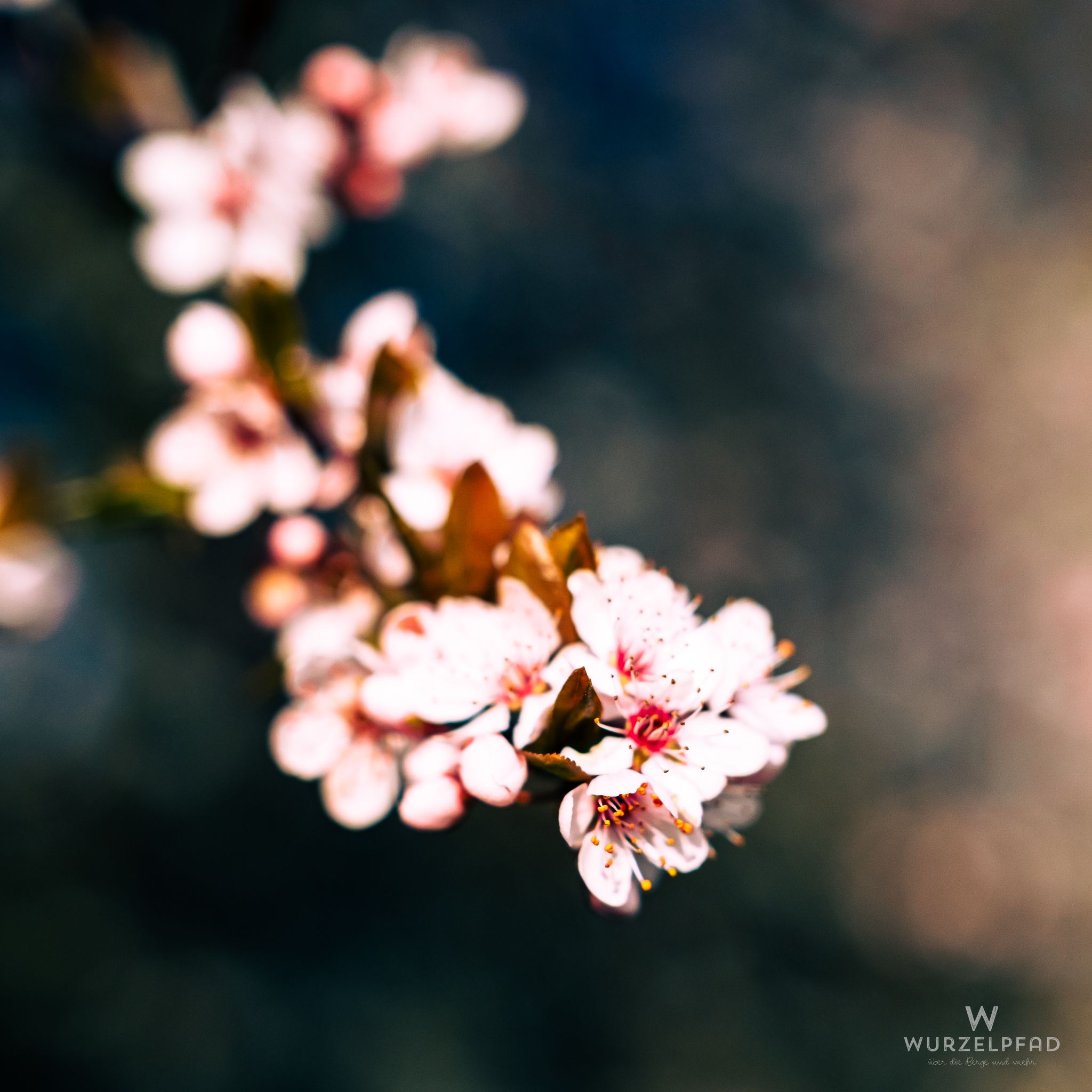 Frühlingsblüte