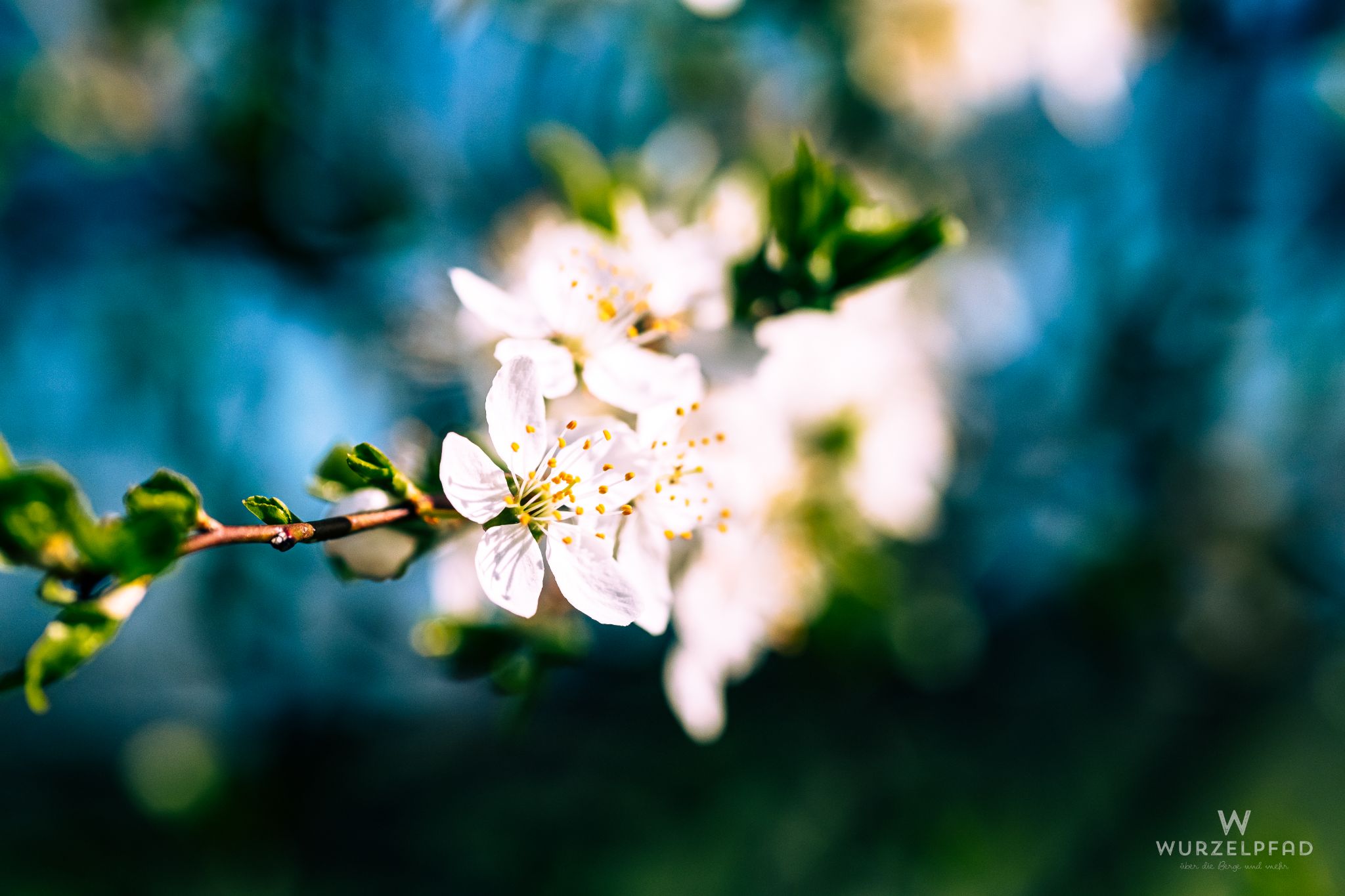 Schlehe (Prunus spinosa)