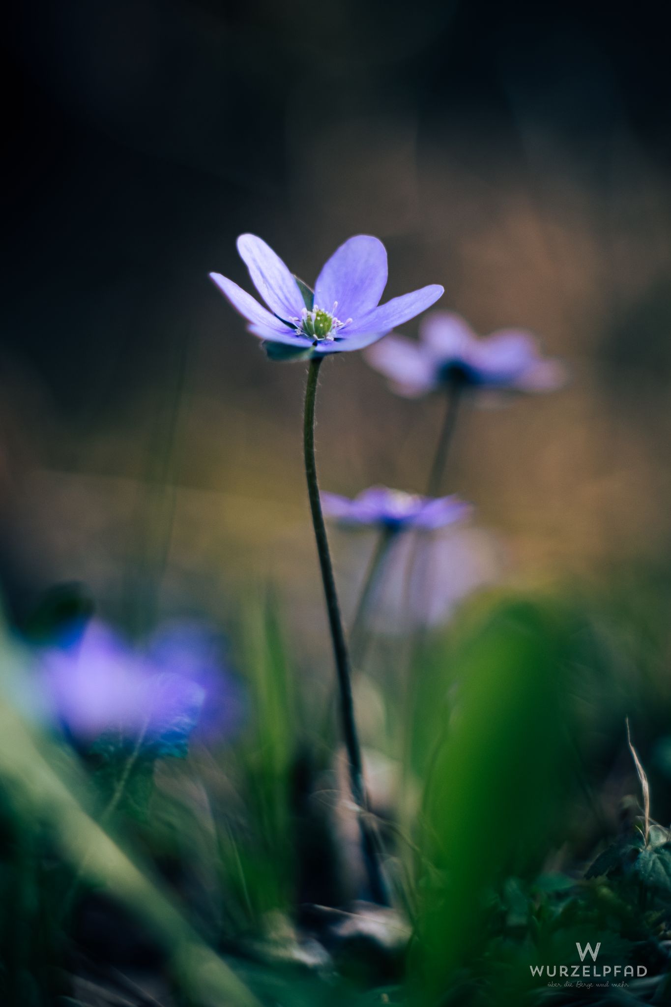 Leberblümchen