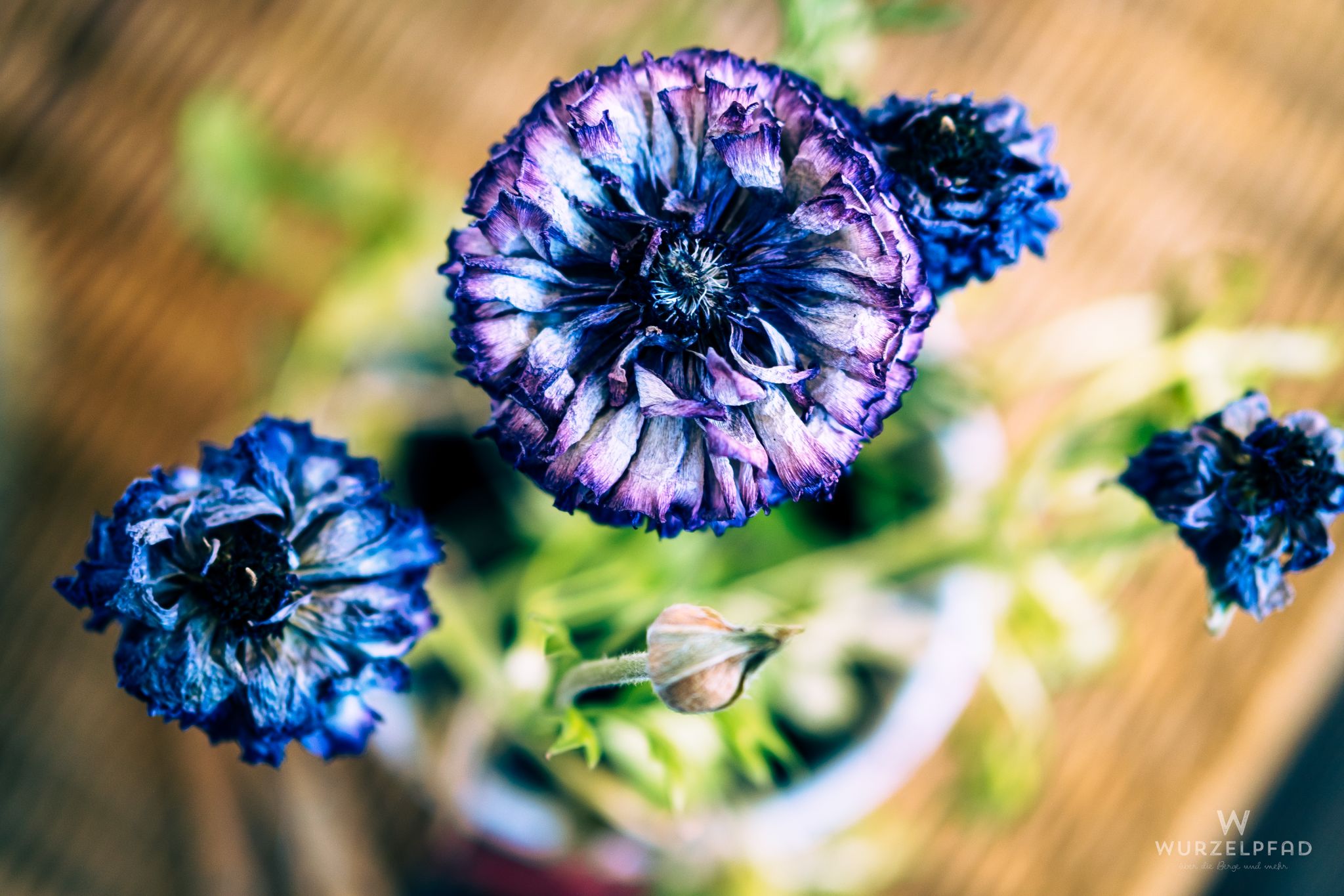Ranunkelblüten