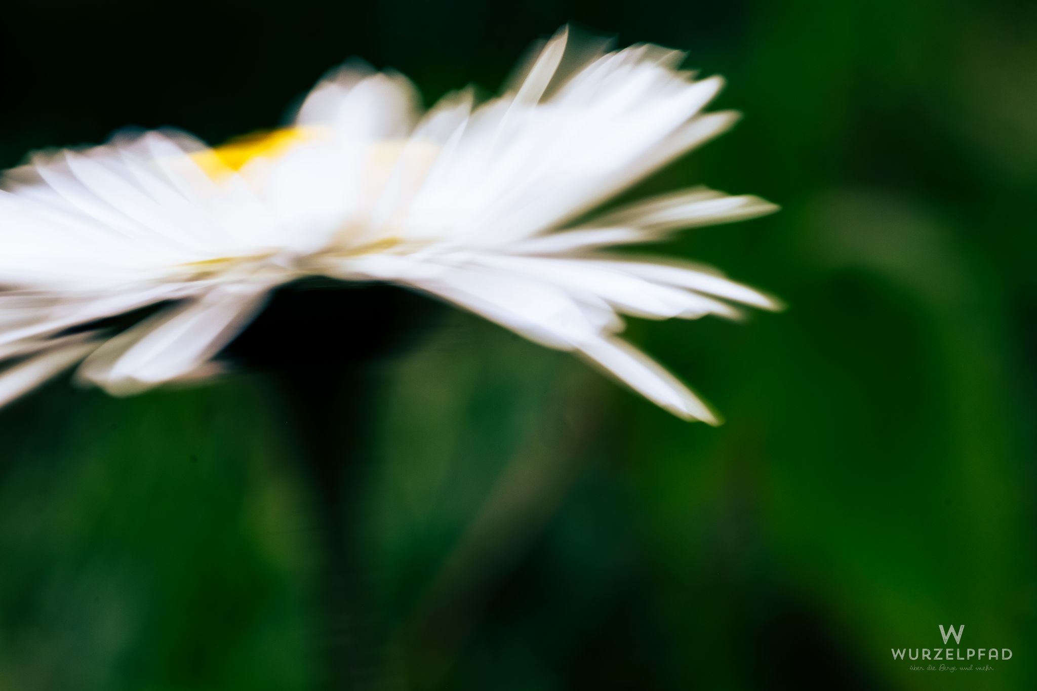 Margerite im Wind