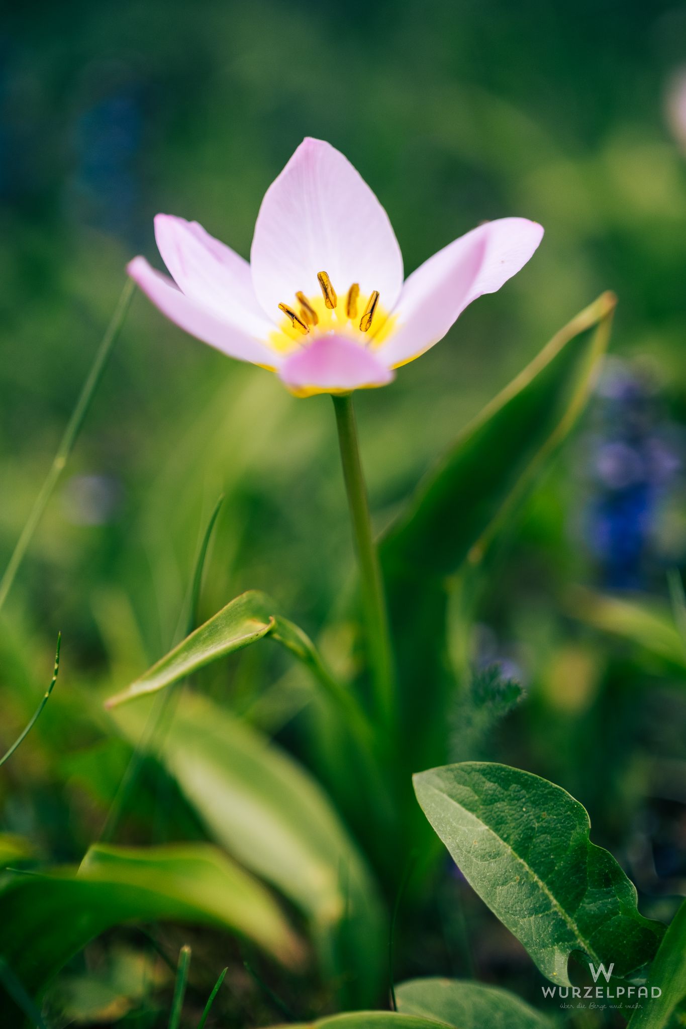 Kleine Wildtulpe im Garten