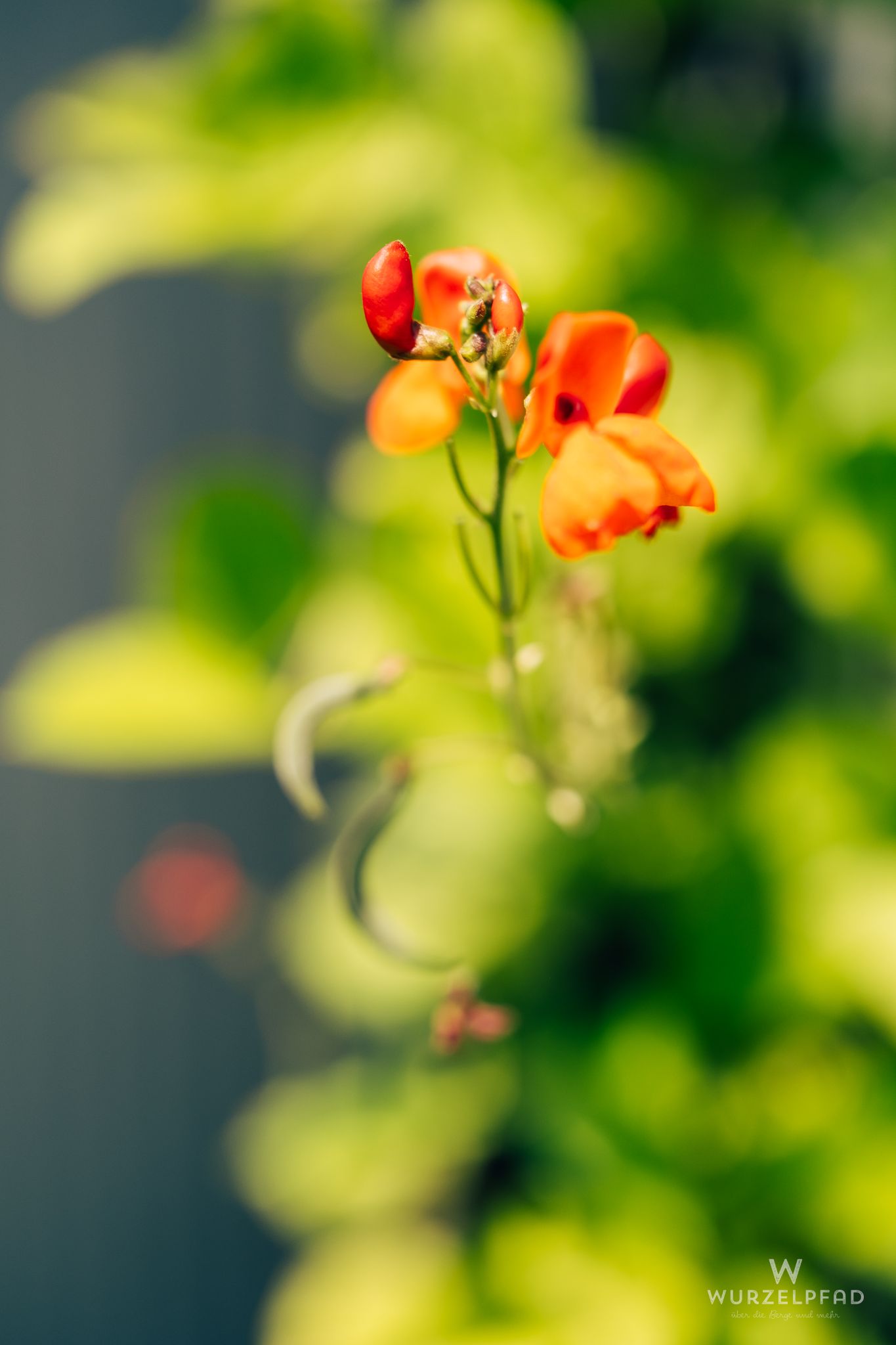 Feuerbohnen im Garten