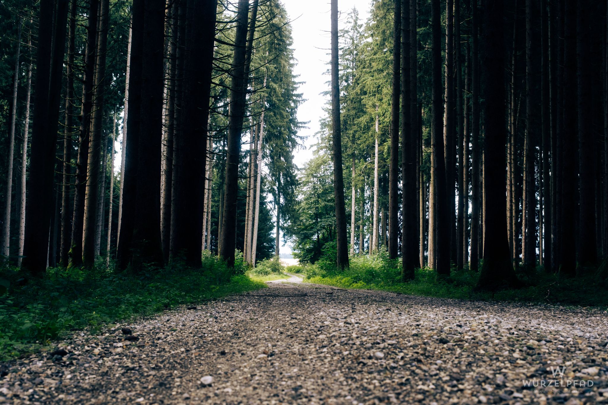 Weg aus dem Wald