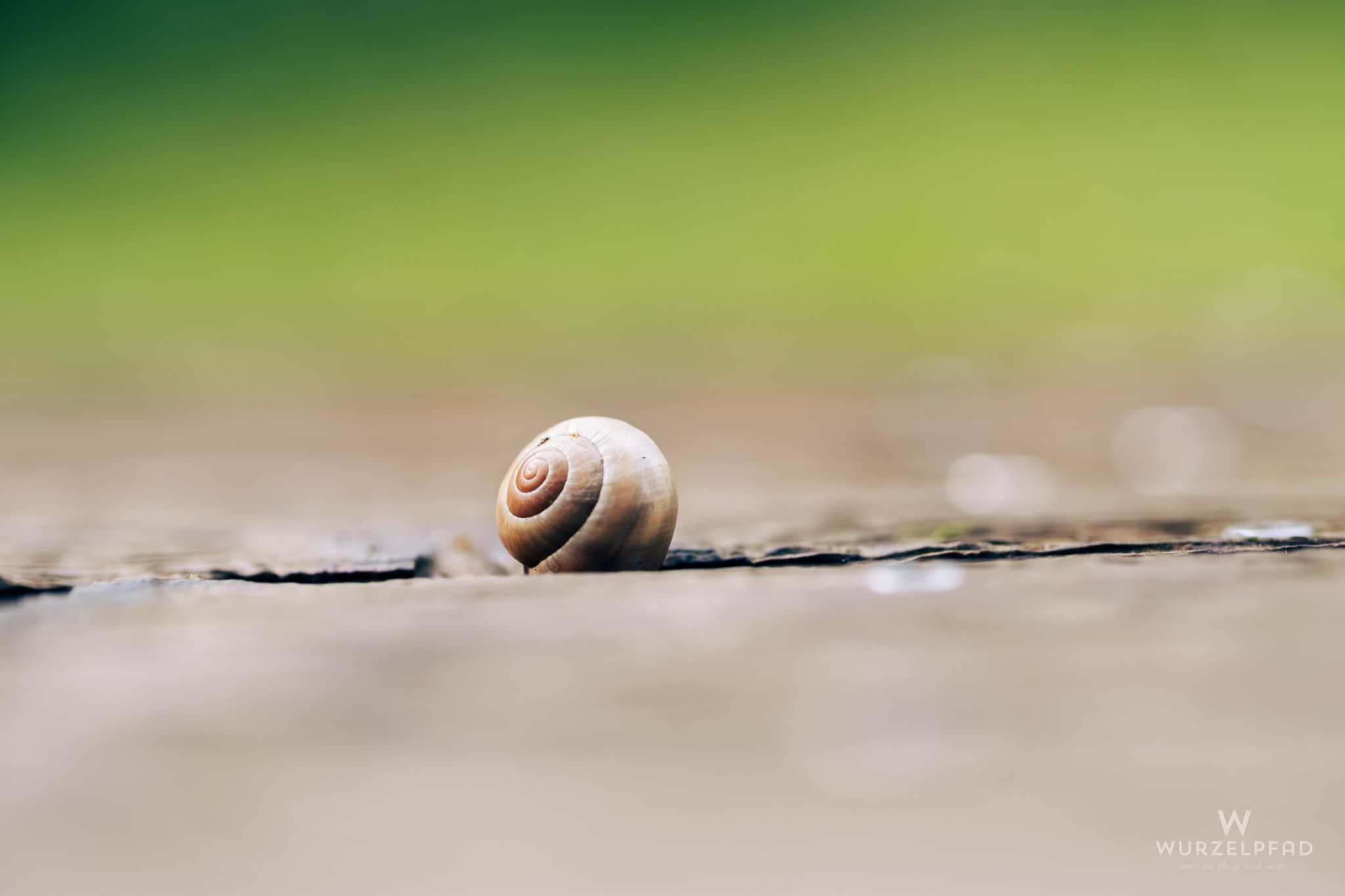 Schnecke