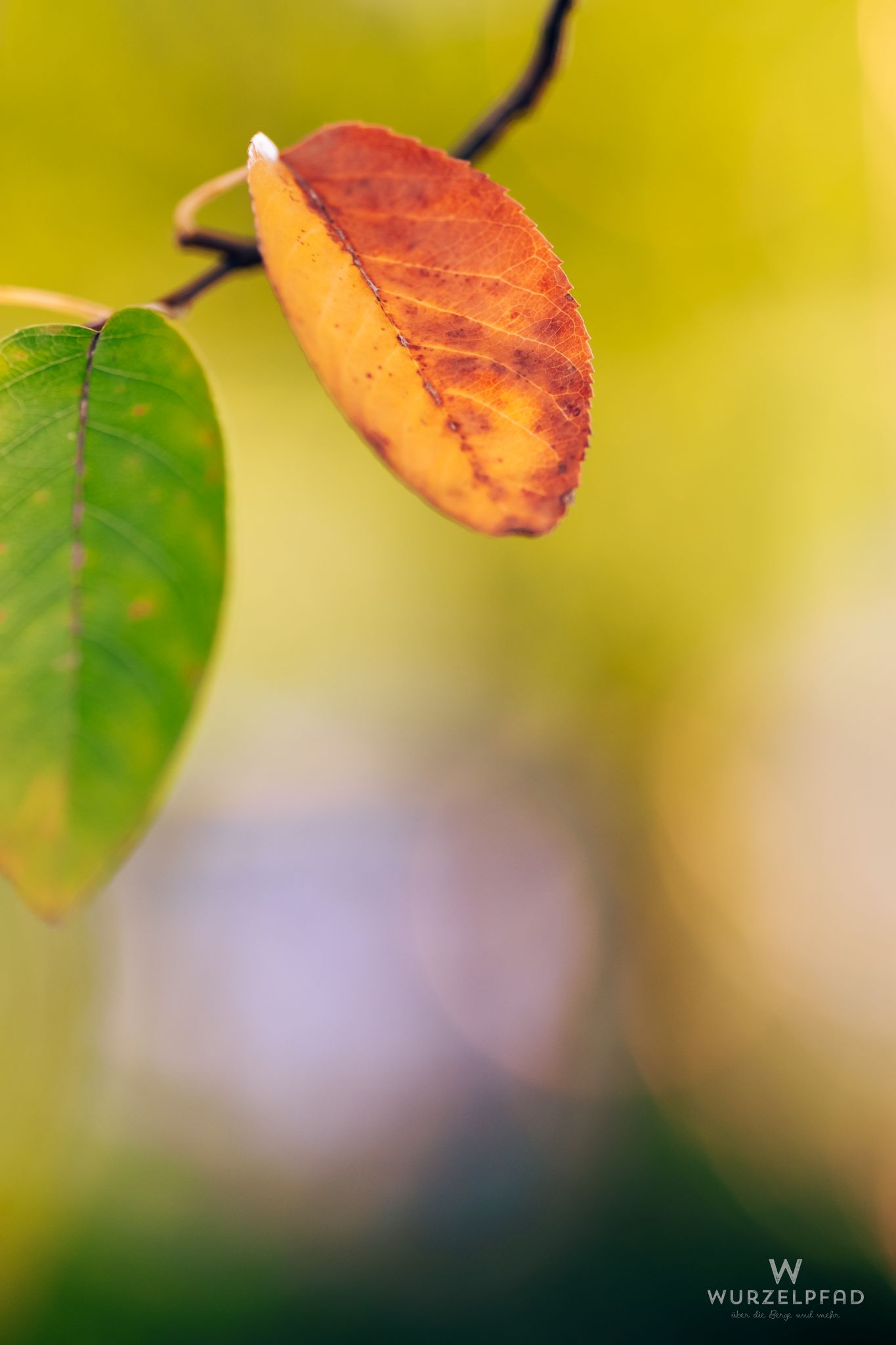Frühes Herbstblatt