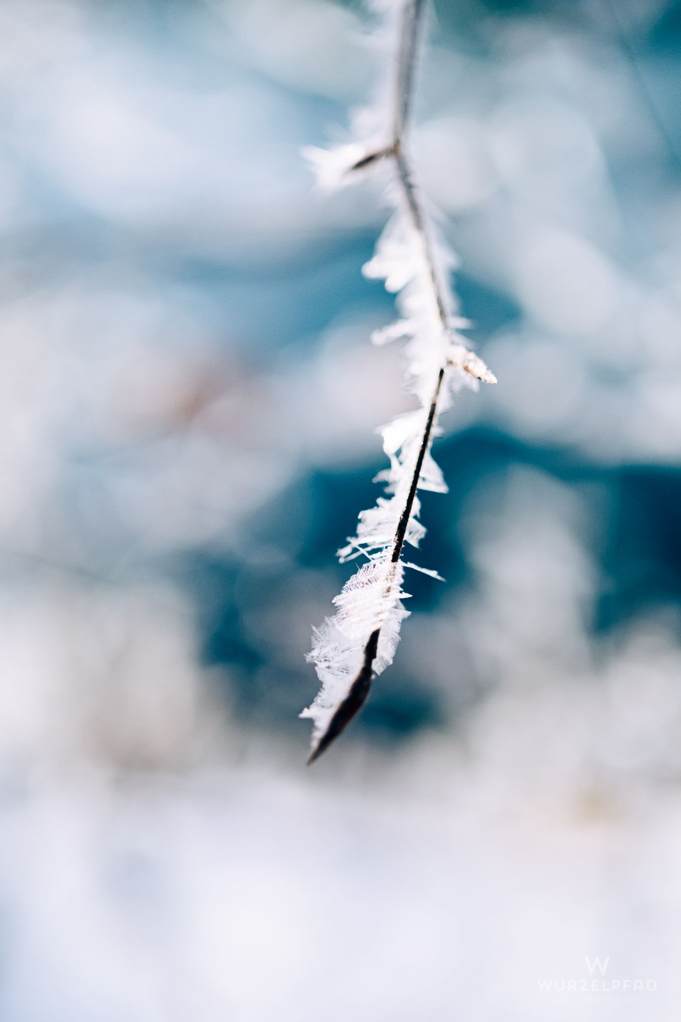 Kleiner vereister Zweig in der Kälte