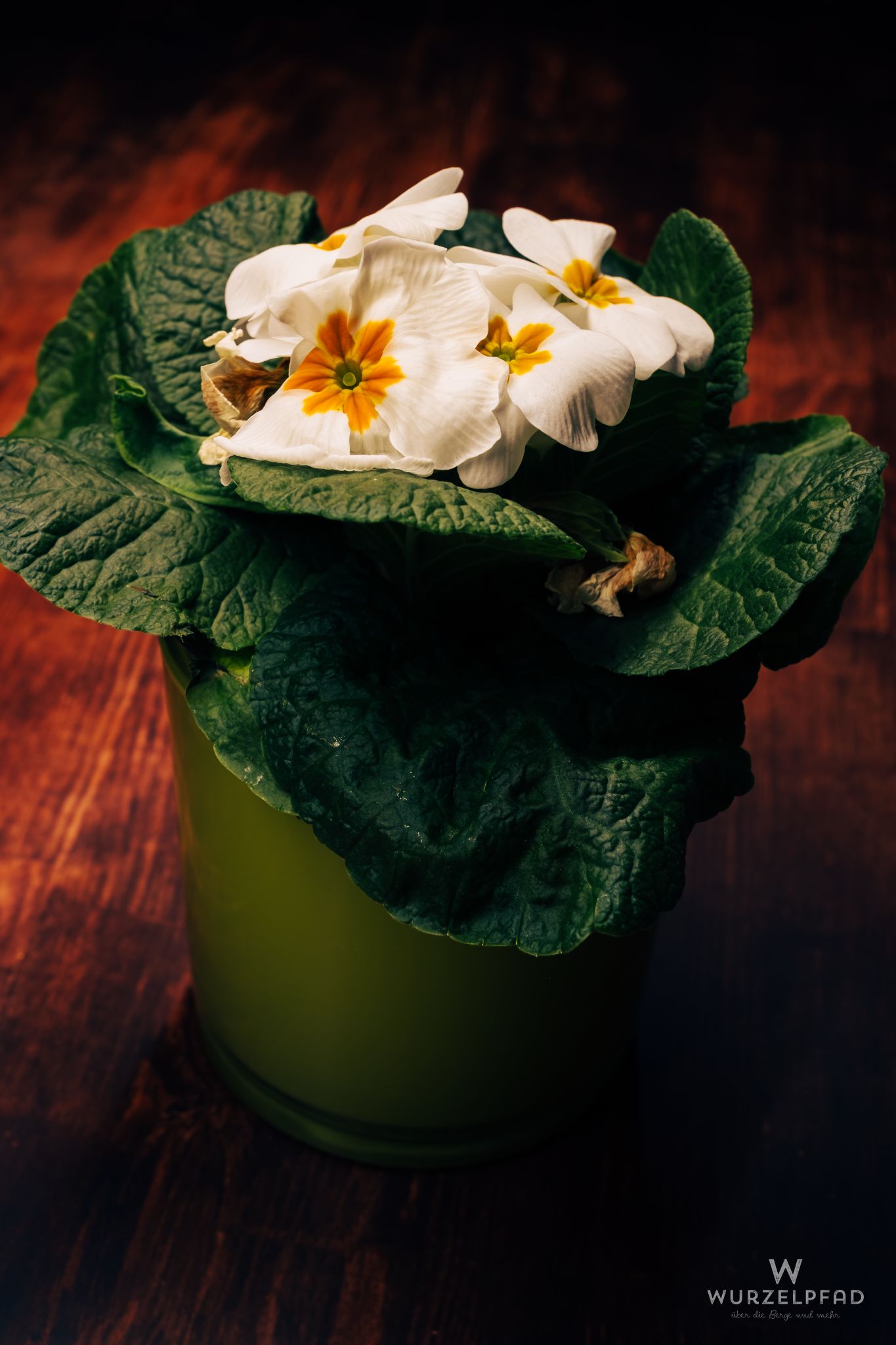 Weiße Primel im Blumentopf