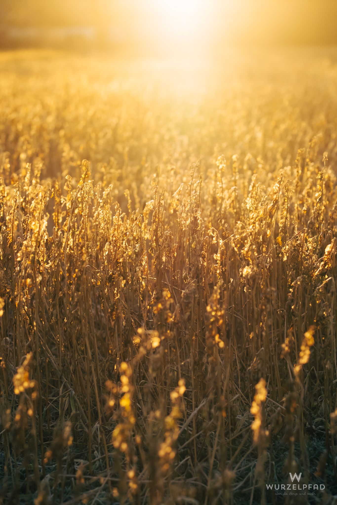 Ackerblumen im Gegenlicht der warmen Wintersonne