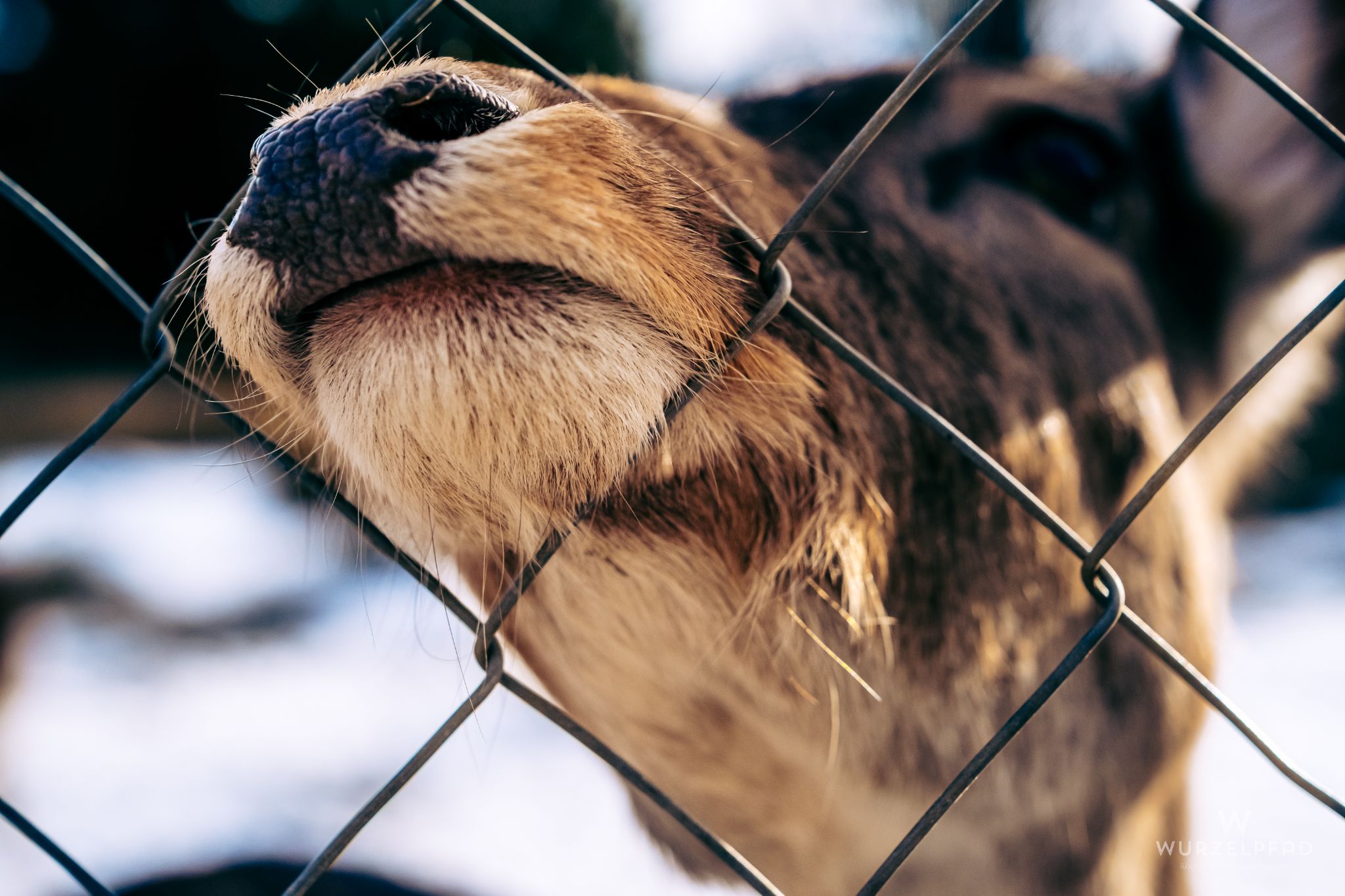 Damwild in Wörnbrunn