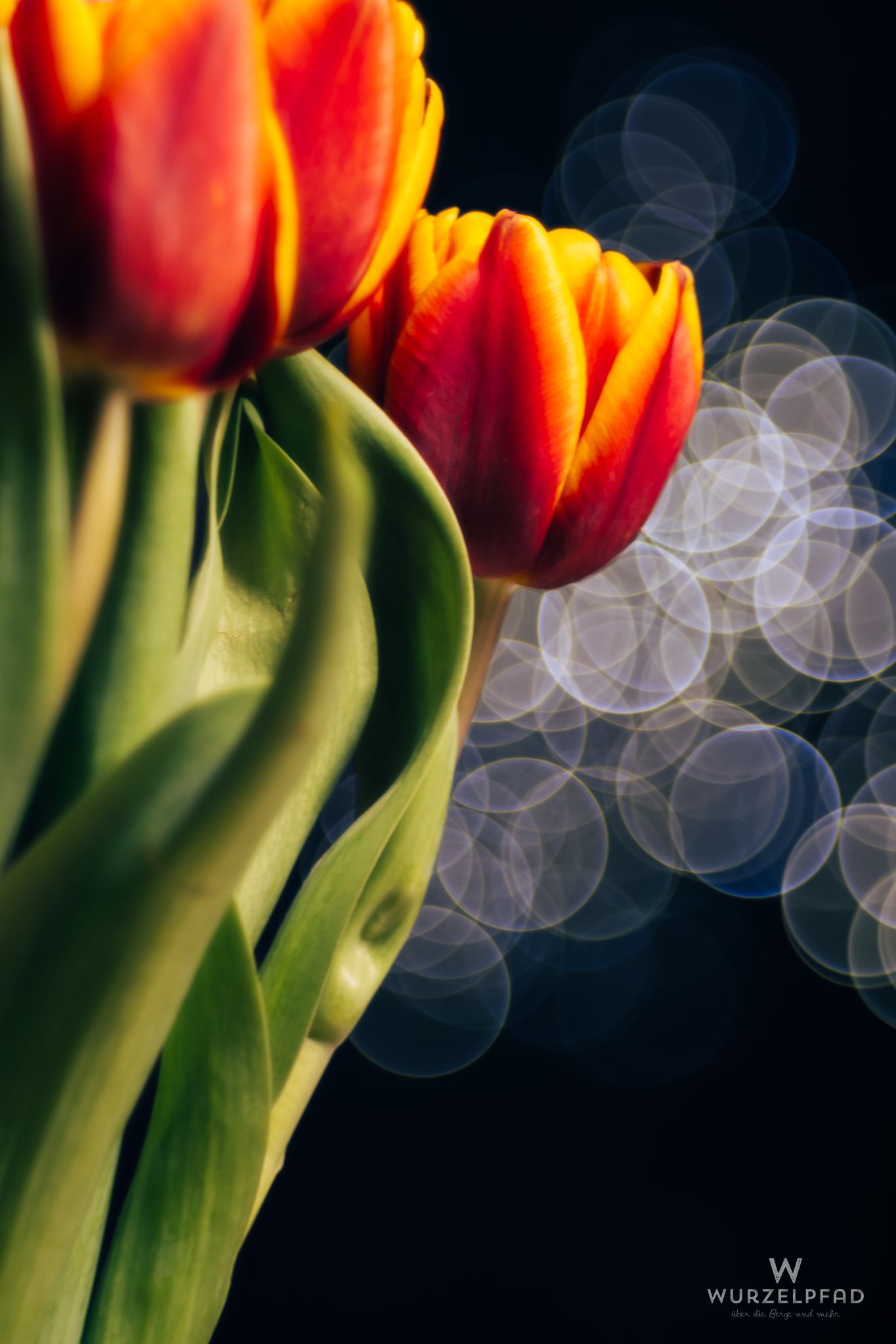 Tulpen mit Bokeh