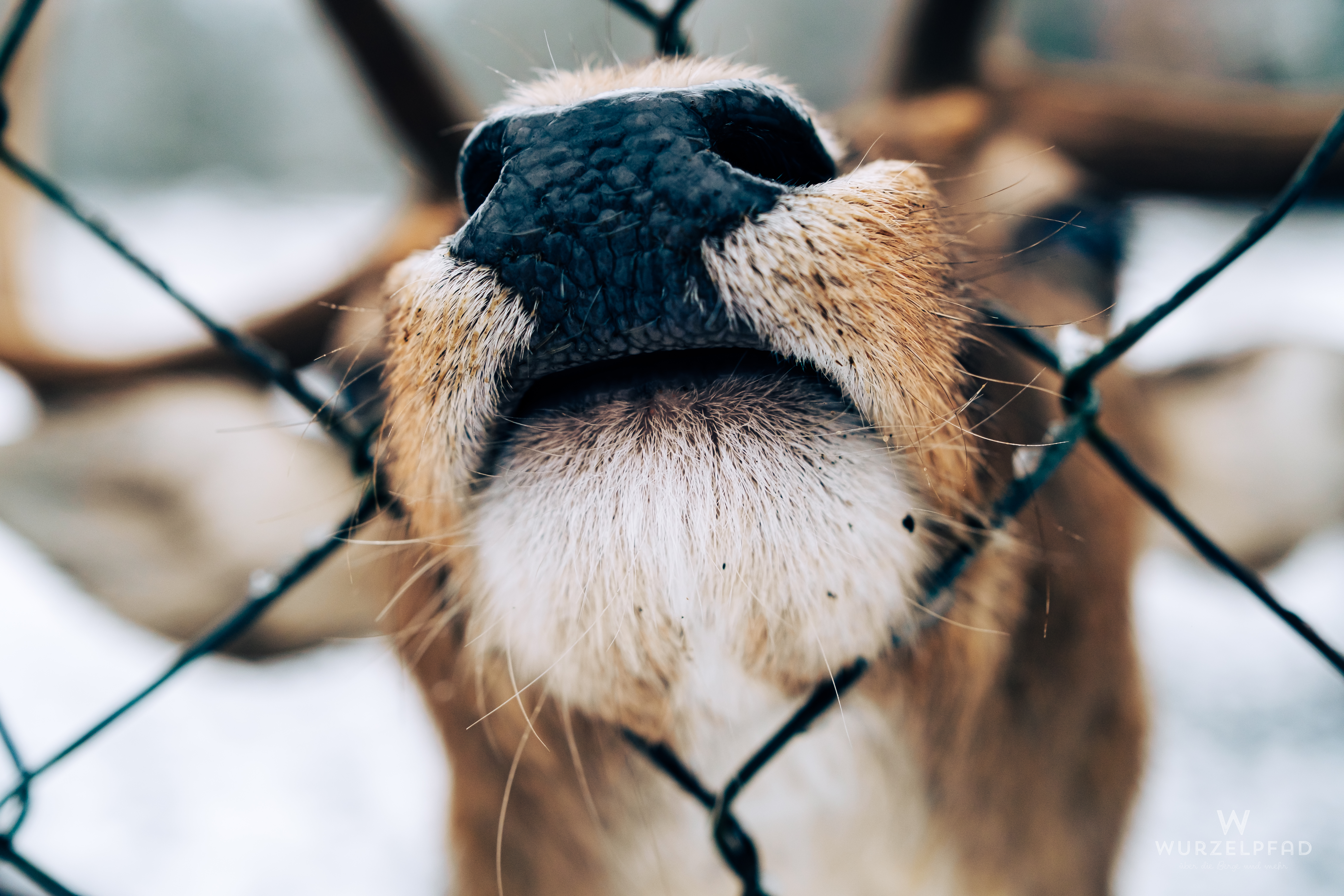 Das Bild zeigt eine Nahaufnahme der Schnauze eines Damhirsches,