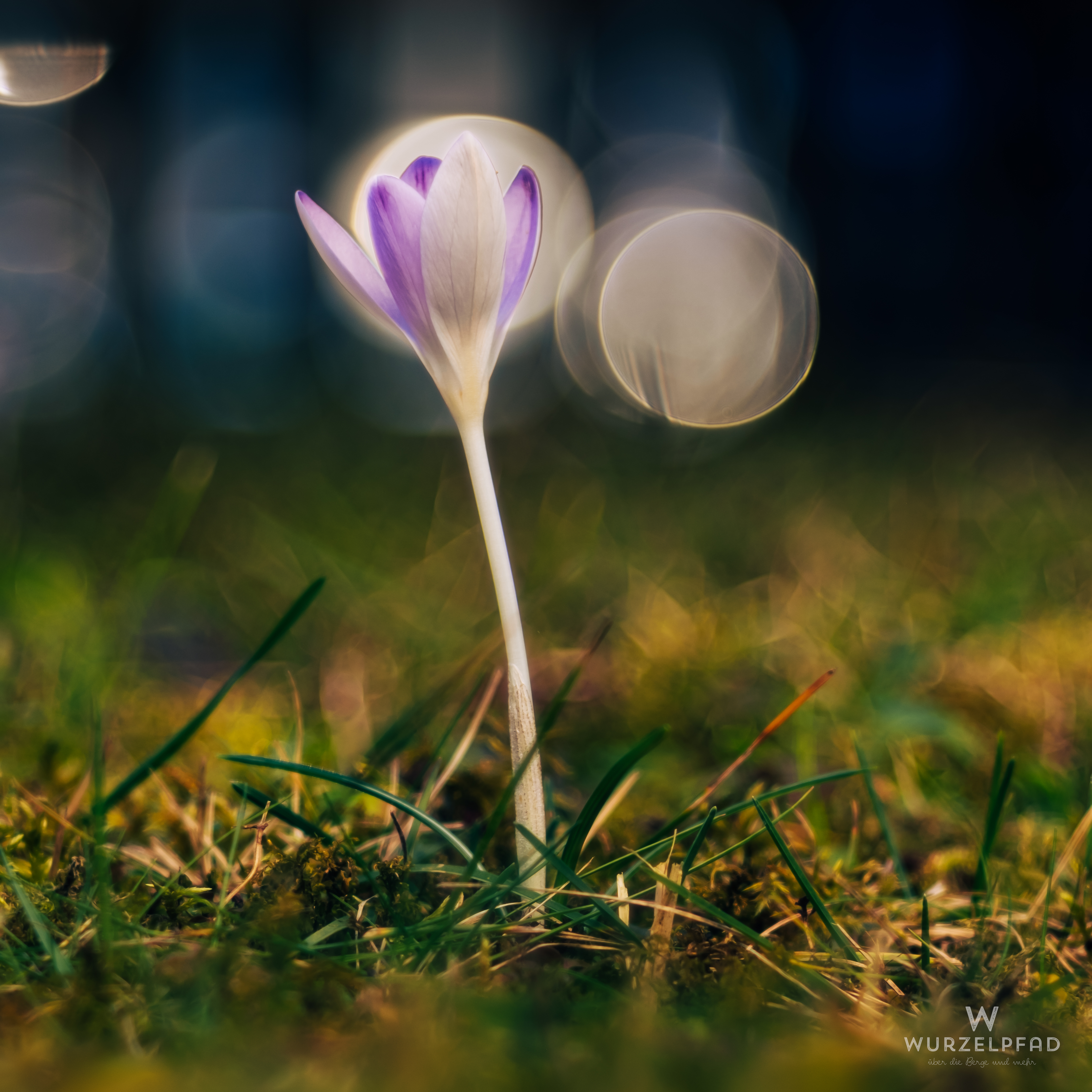 Lila Krokusse im Garten