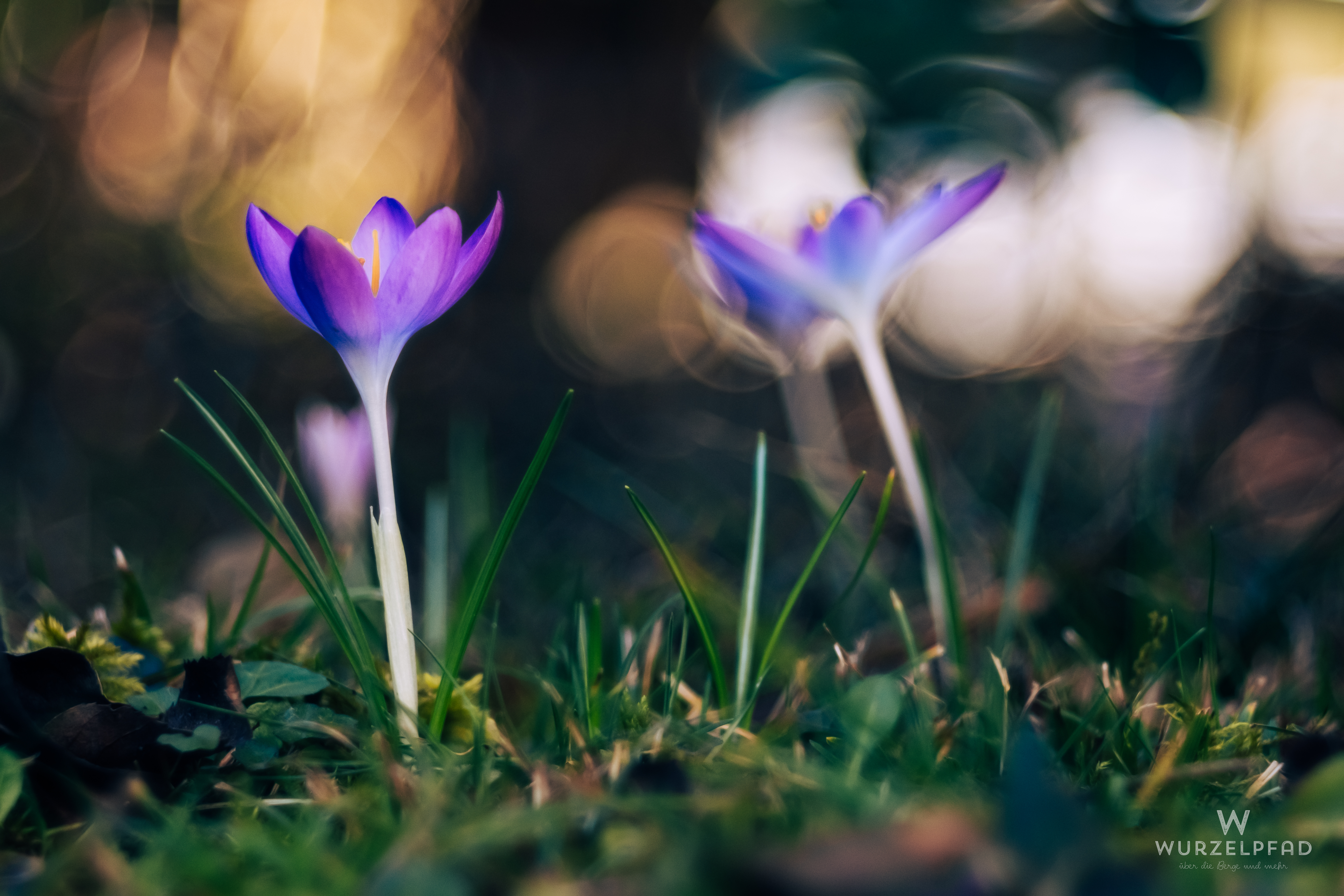 Lila Krokusse im Garten