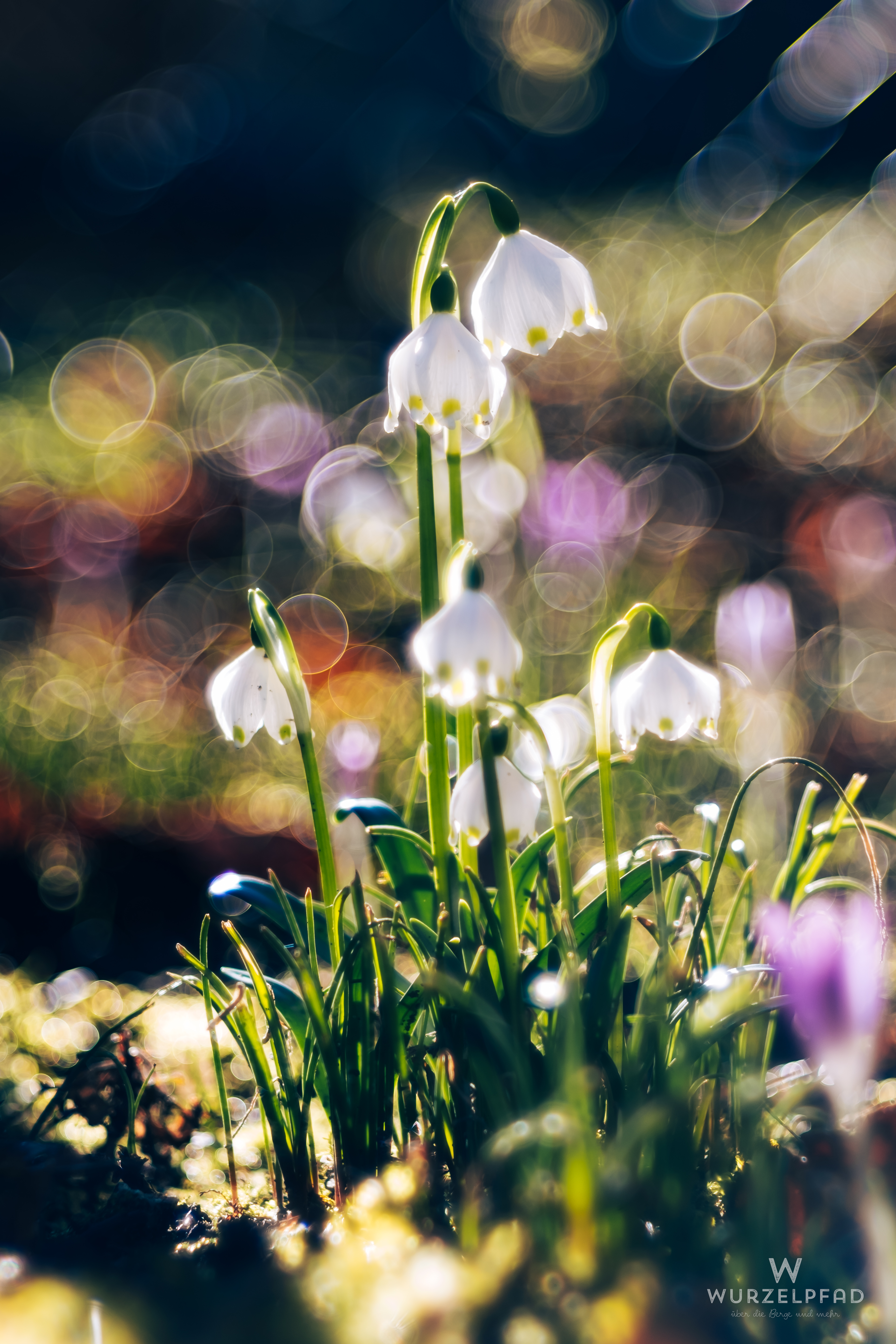 Frühlingsknotenblumen mit buntem Bokeh