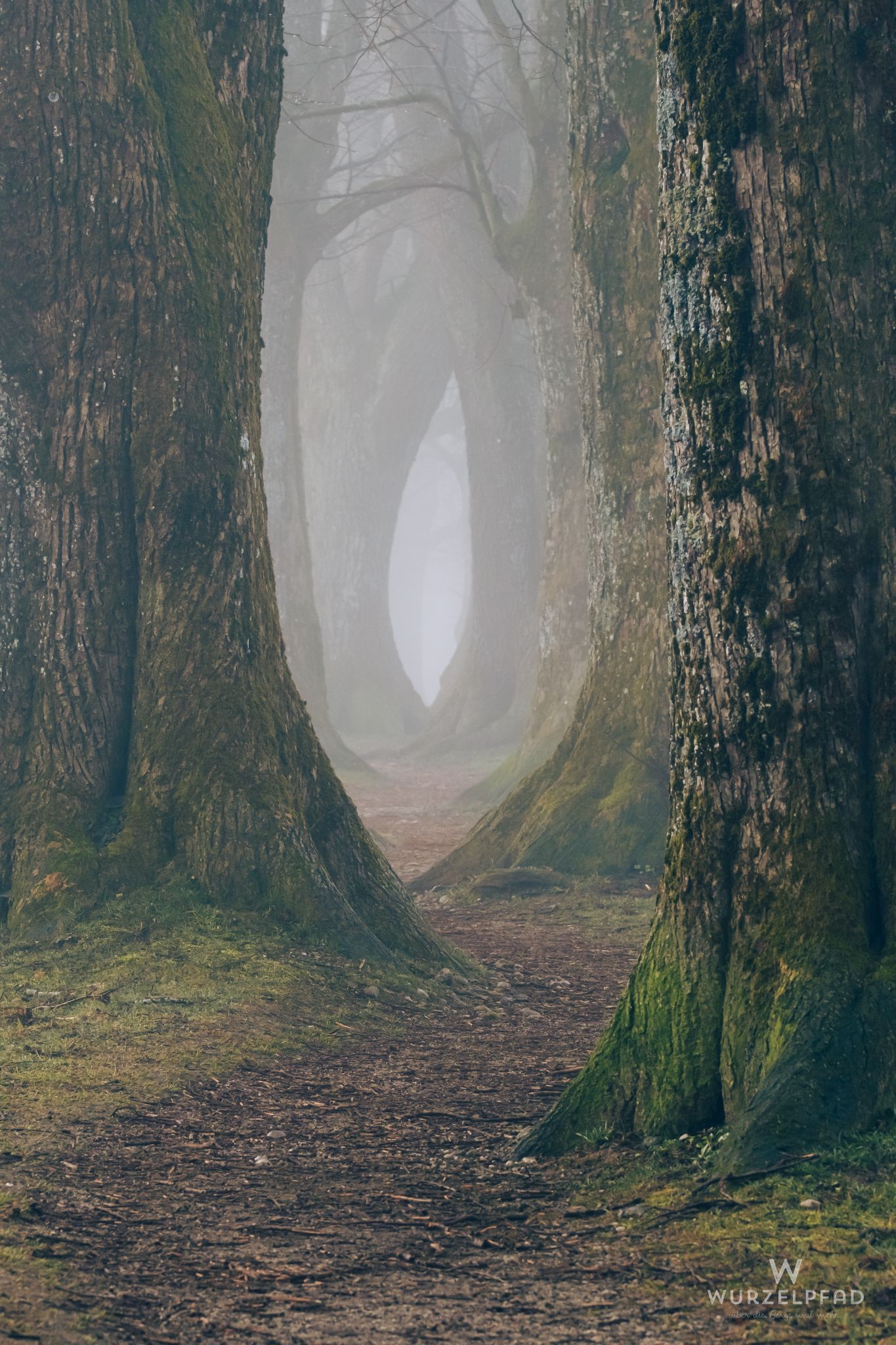 Steindlweg-Allee im Morgennebel