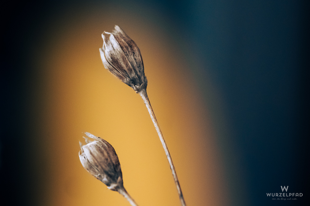 Getrocknete Blütenstände