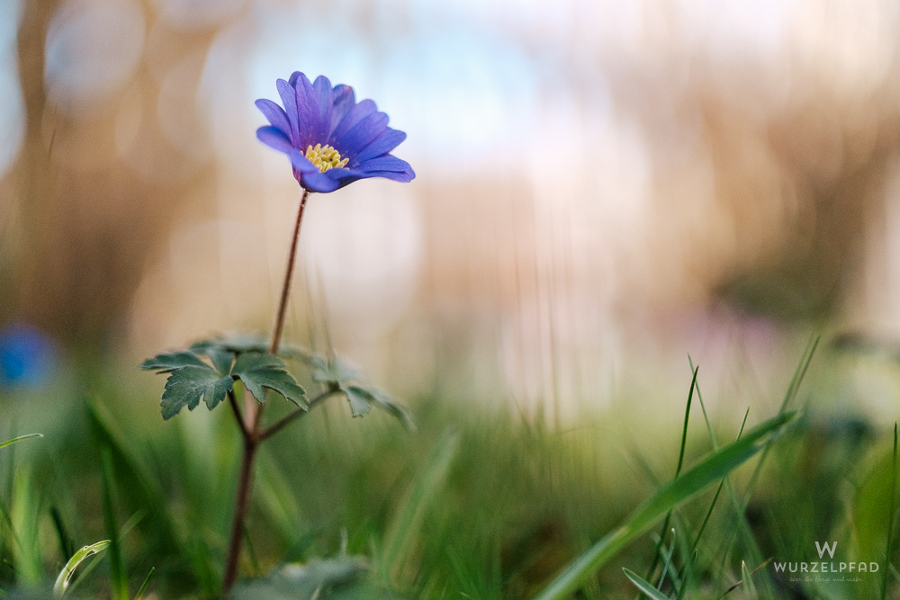 Storchschnabel im Garten