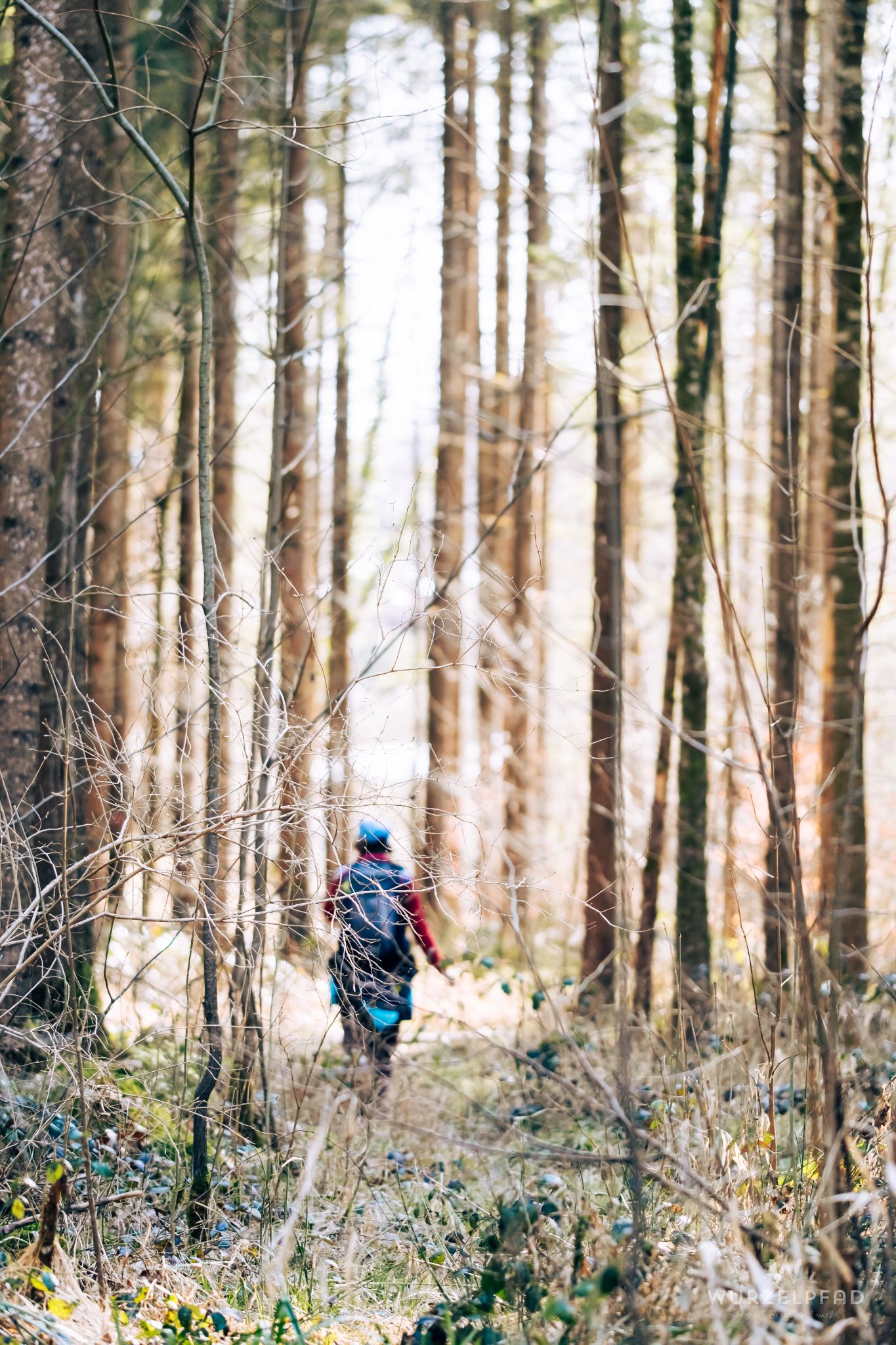 Unterwegs im Wald an der Mangfall