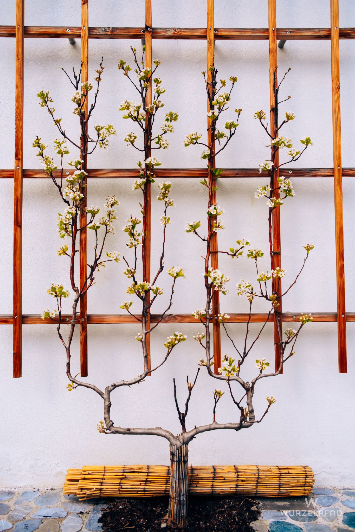 Obstspalier im Kloster Beuerberg