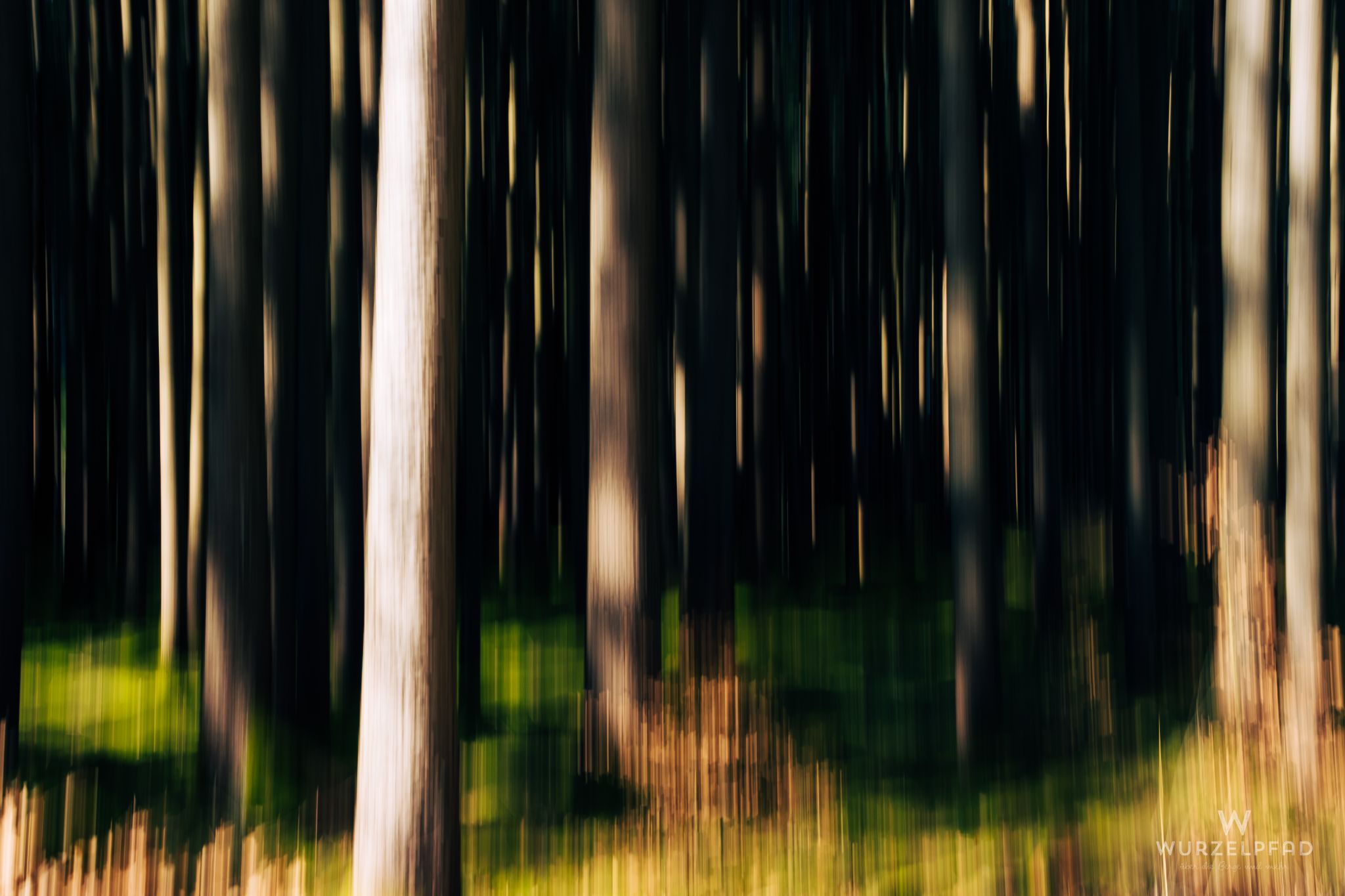 Waldwischer